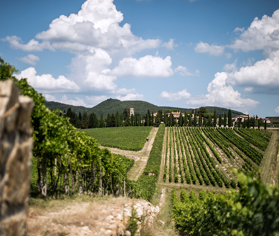 Campogiovanni San Felice 2016 75 cl a un prezzo imbattibile