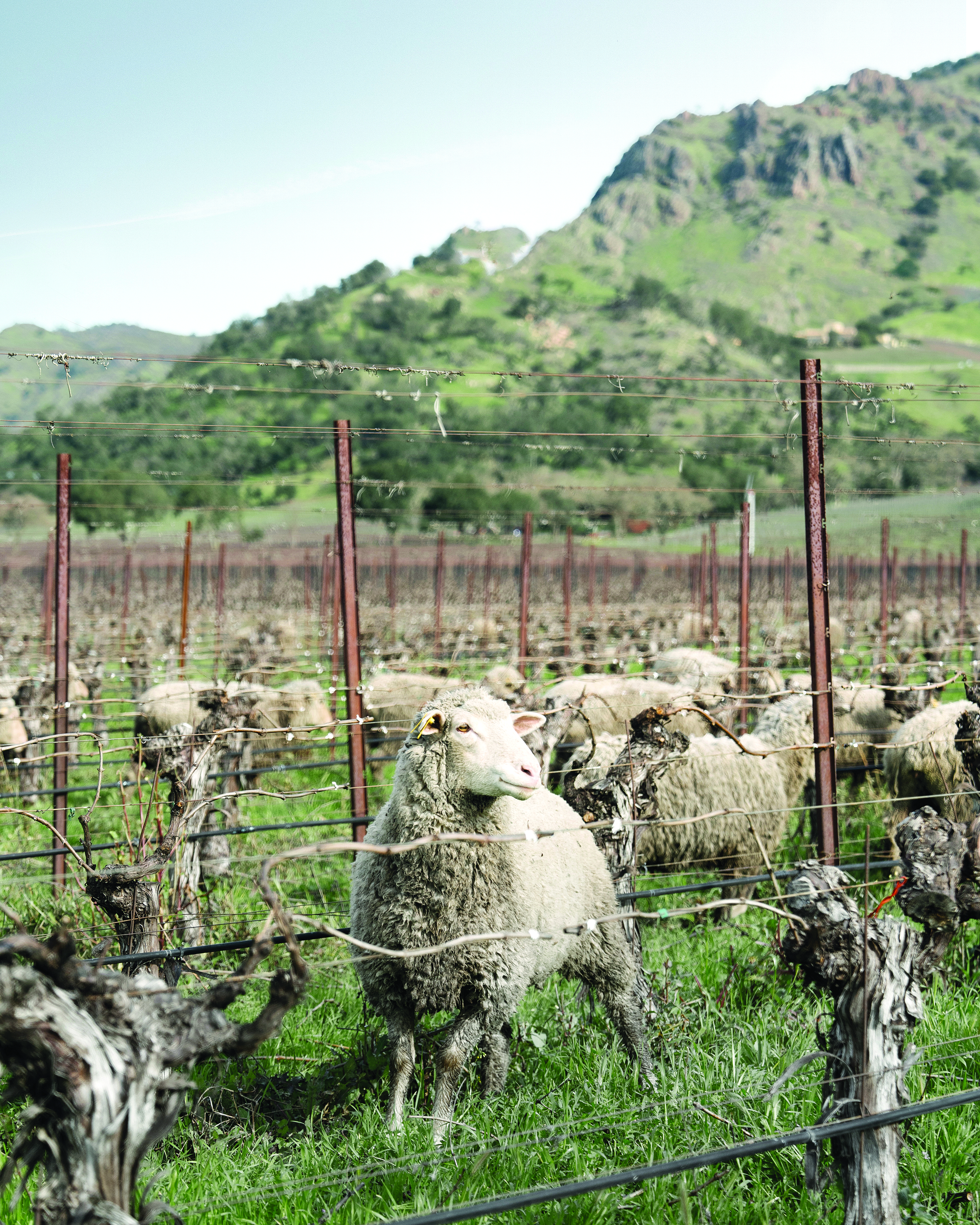 Clos du Val Wine - Learn About & Buy Online | Wine.com