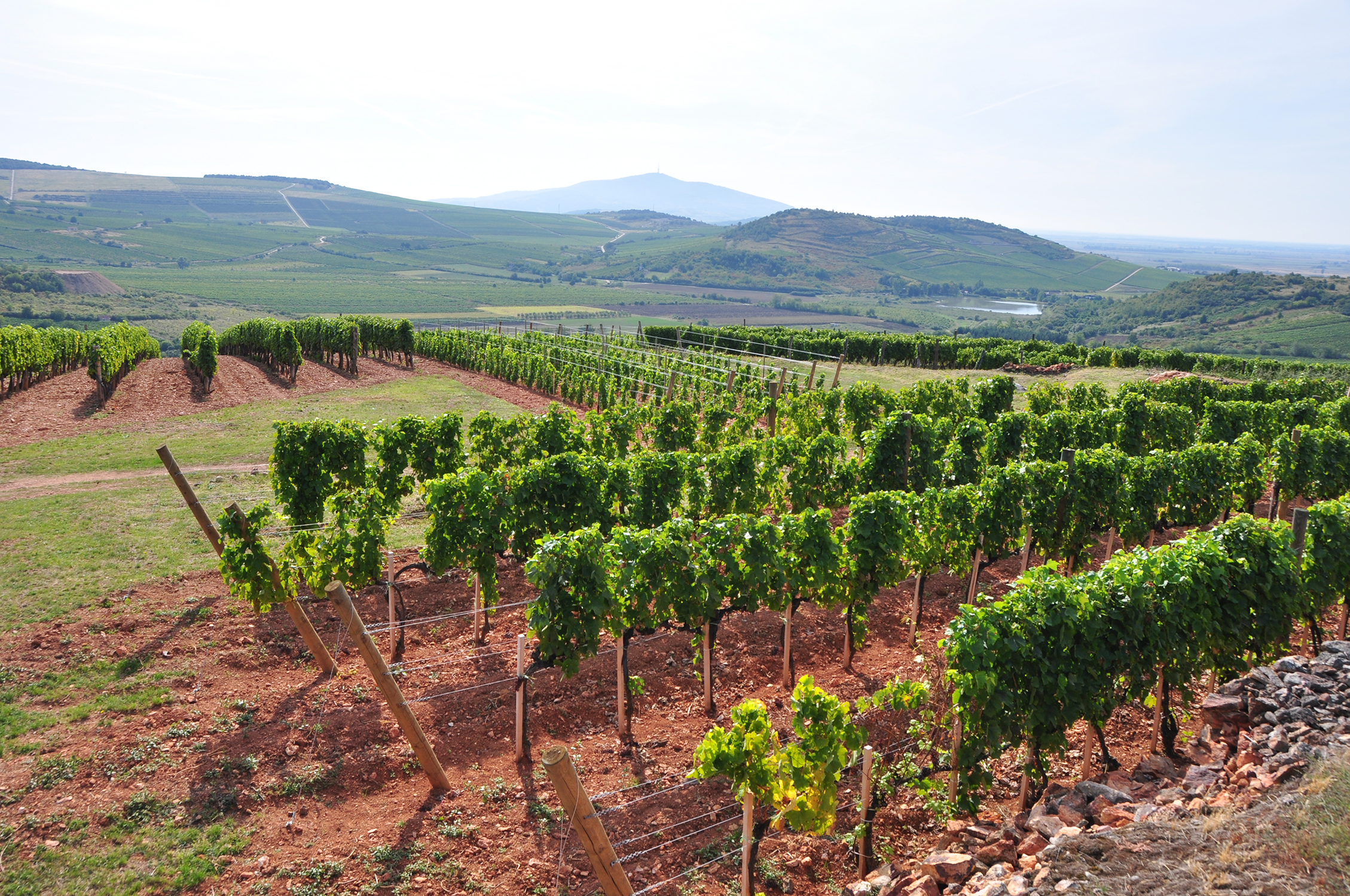 Royal Tokaji Vineyard Selection Dry Furmint 2018 | Wine.com