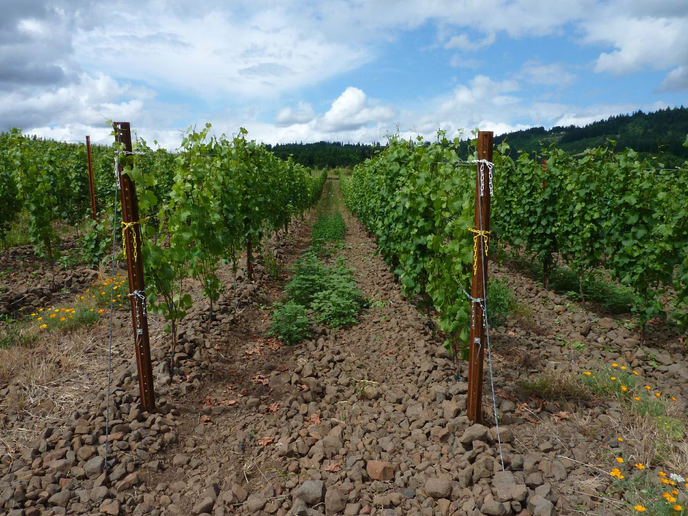 J. Christopher Basalte Pinot Noir 2019 | Wine.com J. Christopher Basalte Pinot Noir 2019 | Wine.com