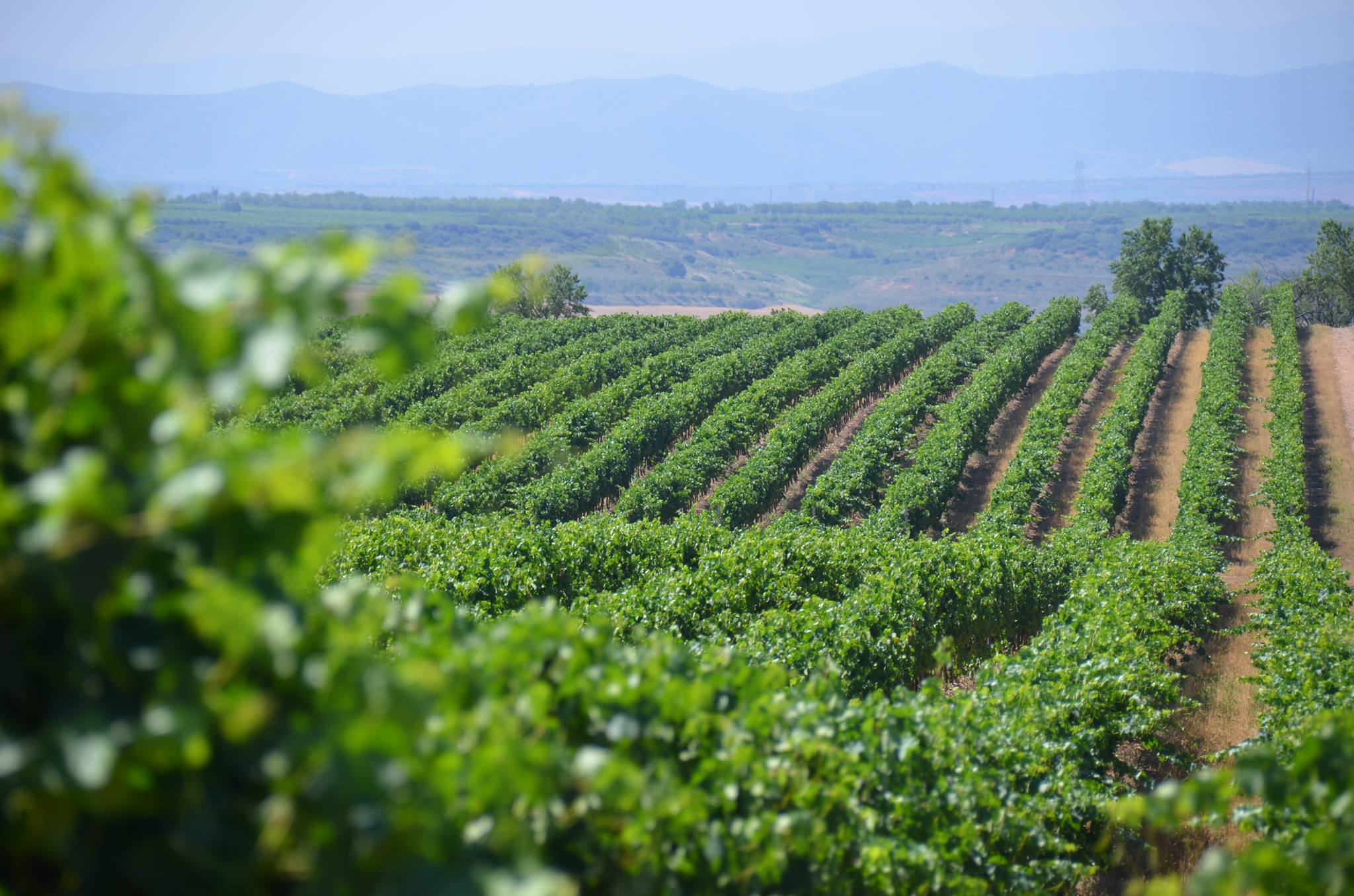 El Coto, `Coto De Imaz` Rioja Gran Reserva - Liberty Wines