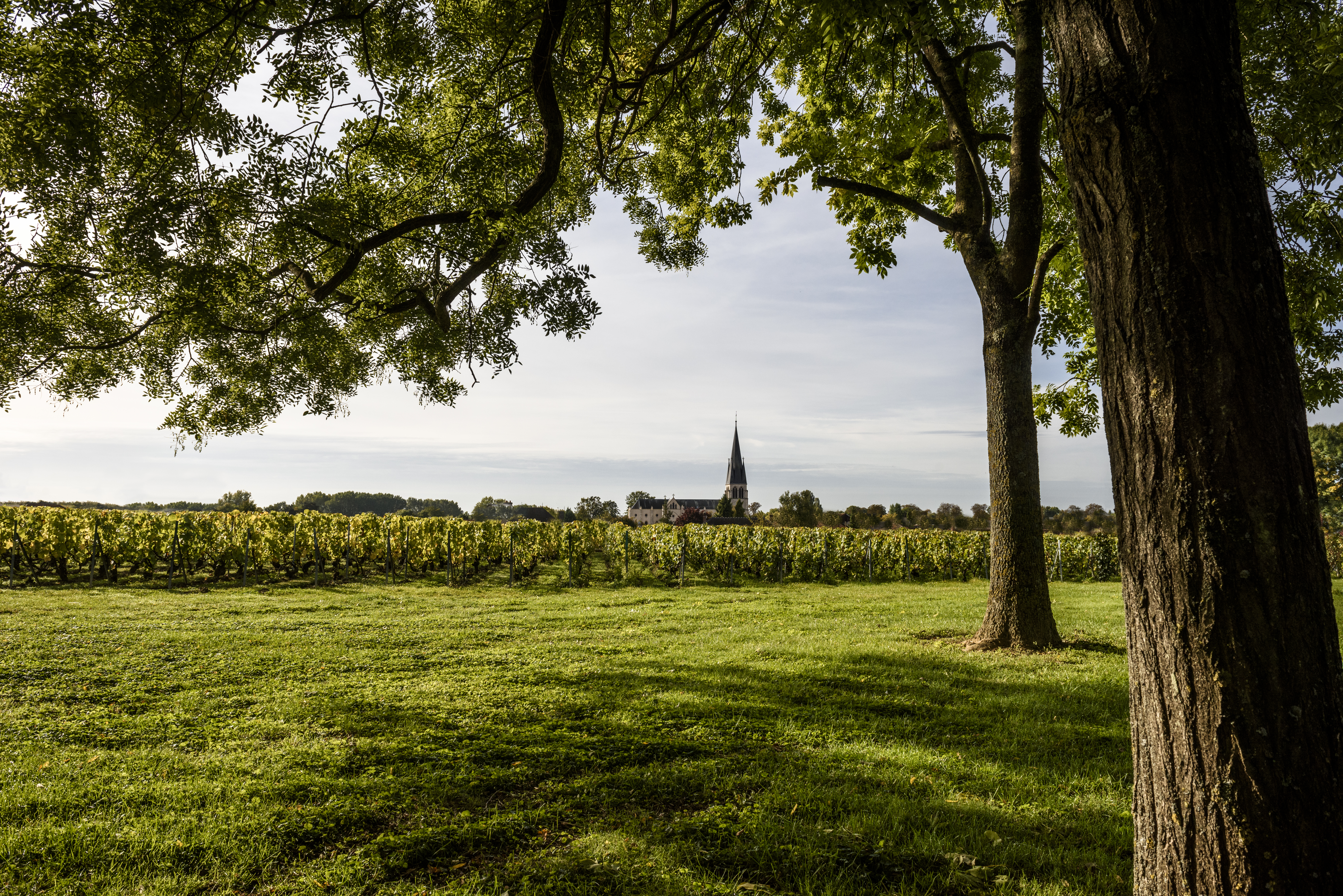 Laurent-Perrier Brut Millesime 2012 | Wine.com