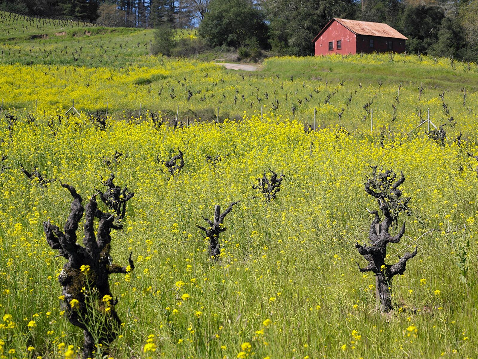 Dry Creek Vineyard Old Vine Zinfandel 2017 | Wine.com