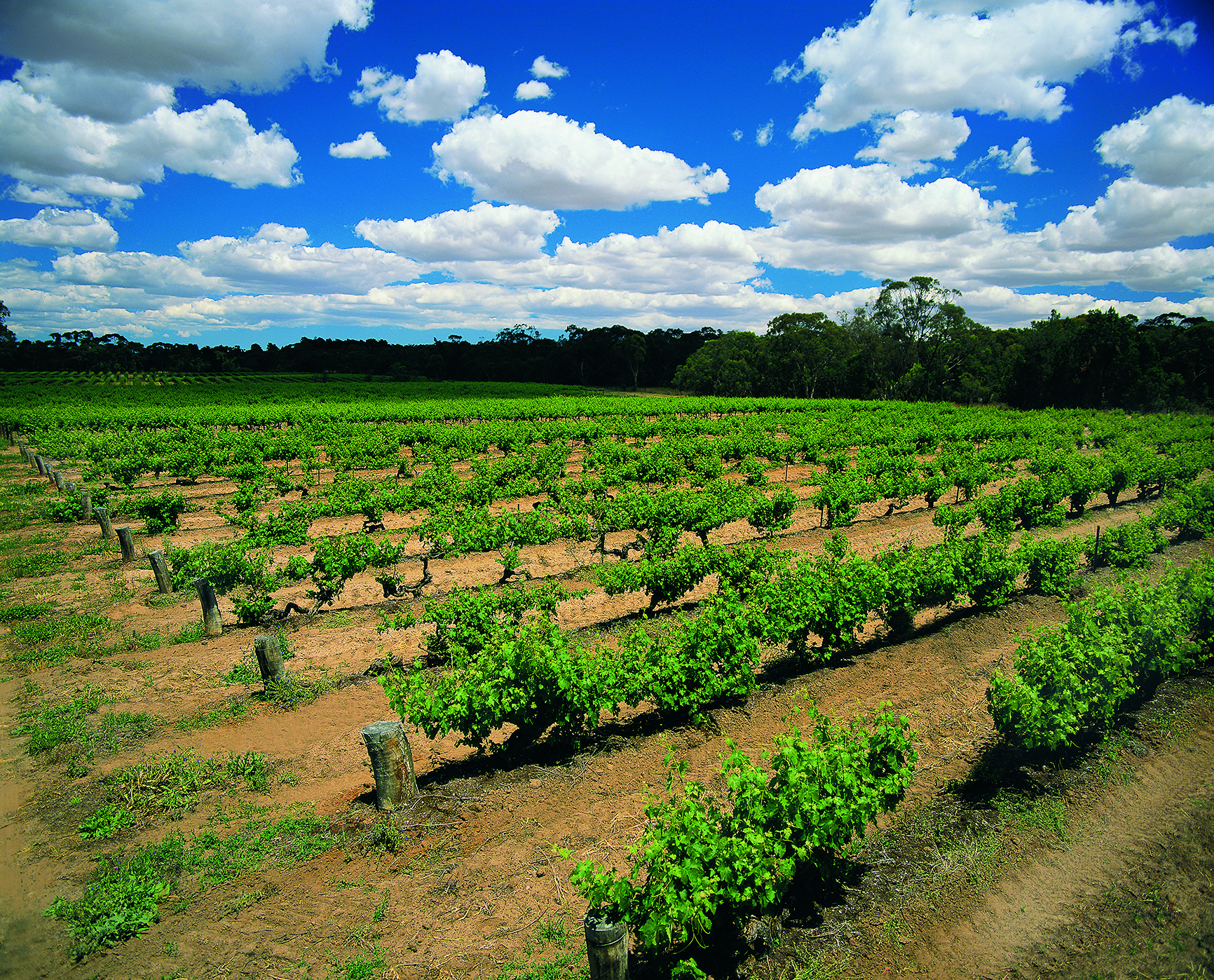 Penfolds RWT Shiraz バロッサバレー　1997年 Penfolds RWT Shiraz 1997 | Wine.com