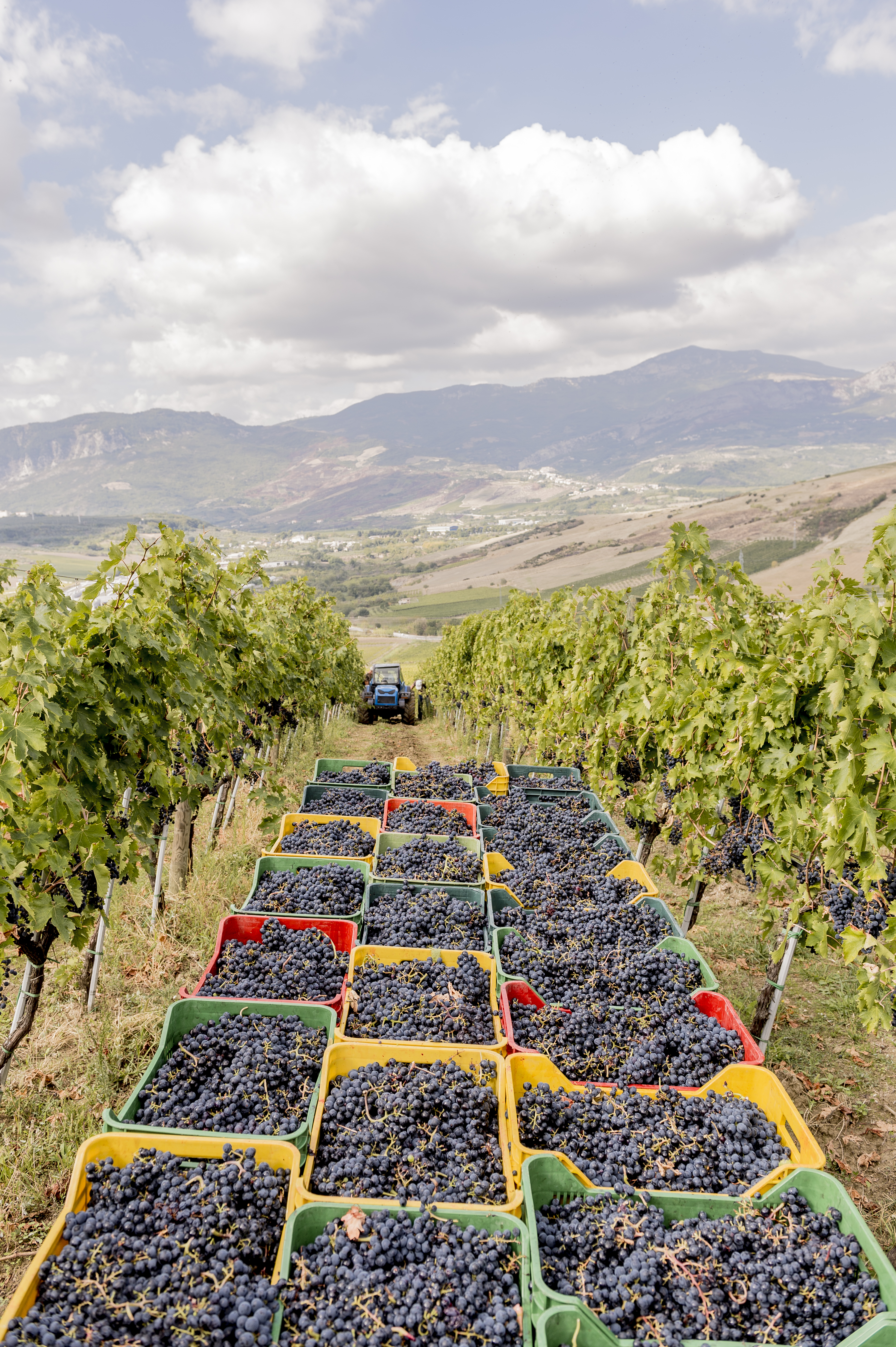 Zaccagnini Il Vino Dal Tralcetto Montepulciano d'Abruzzo 2019