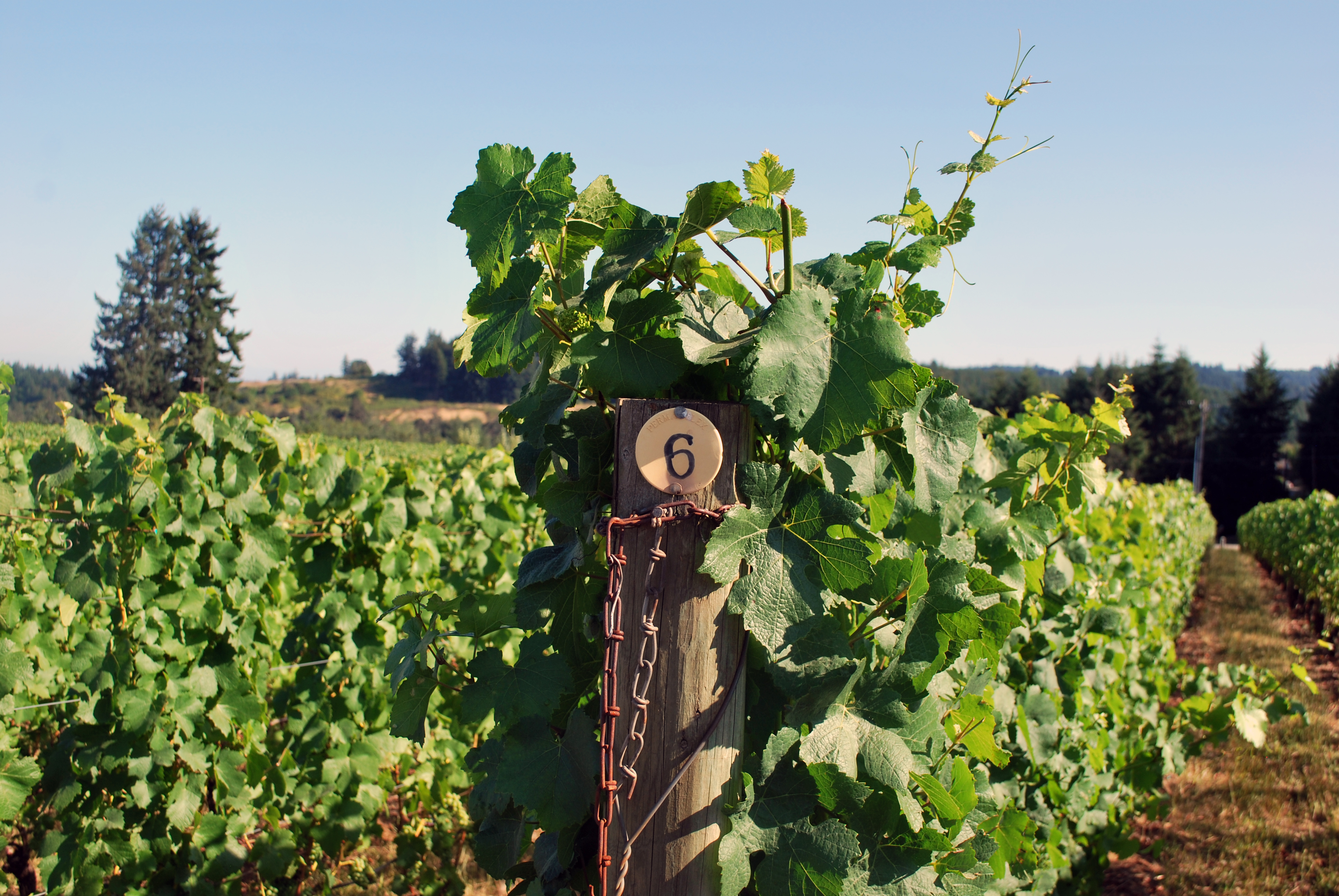 2022 Averaen Pinot Noir Willamette Valley