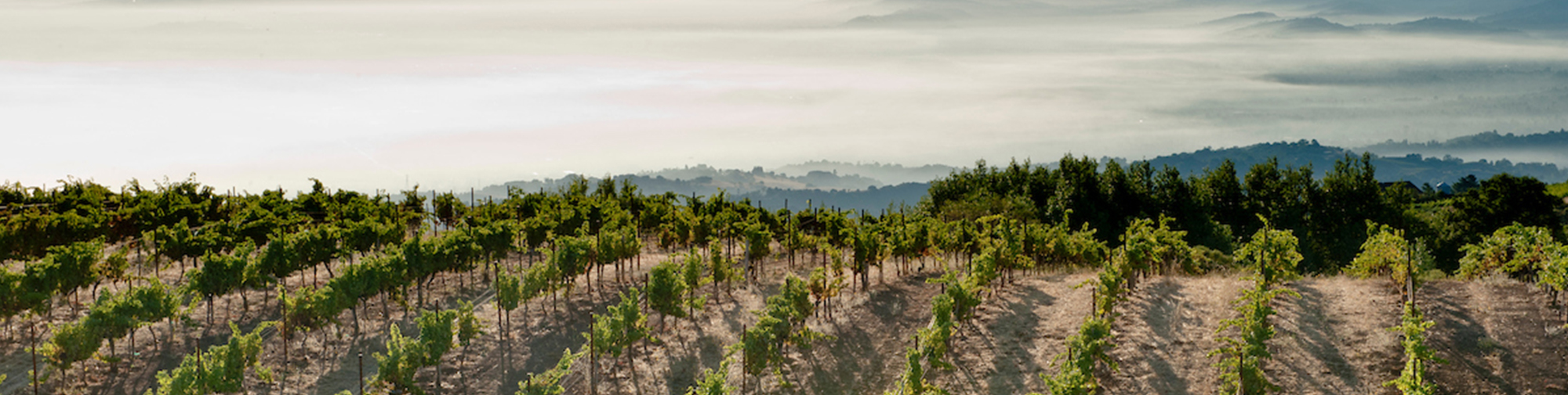 Ridge Monte Bello 2019 | Wine.com