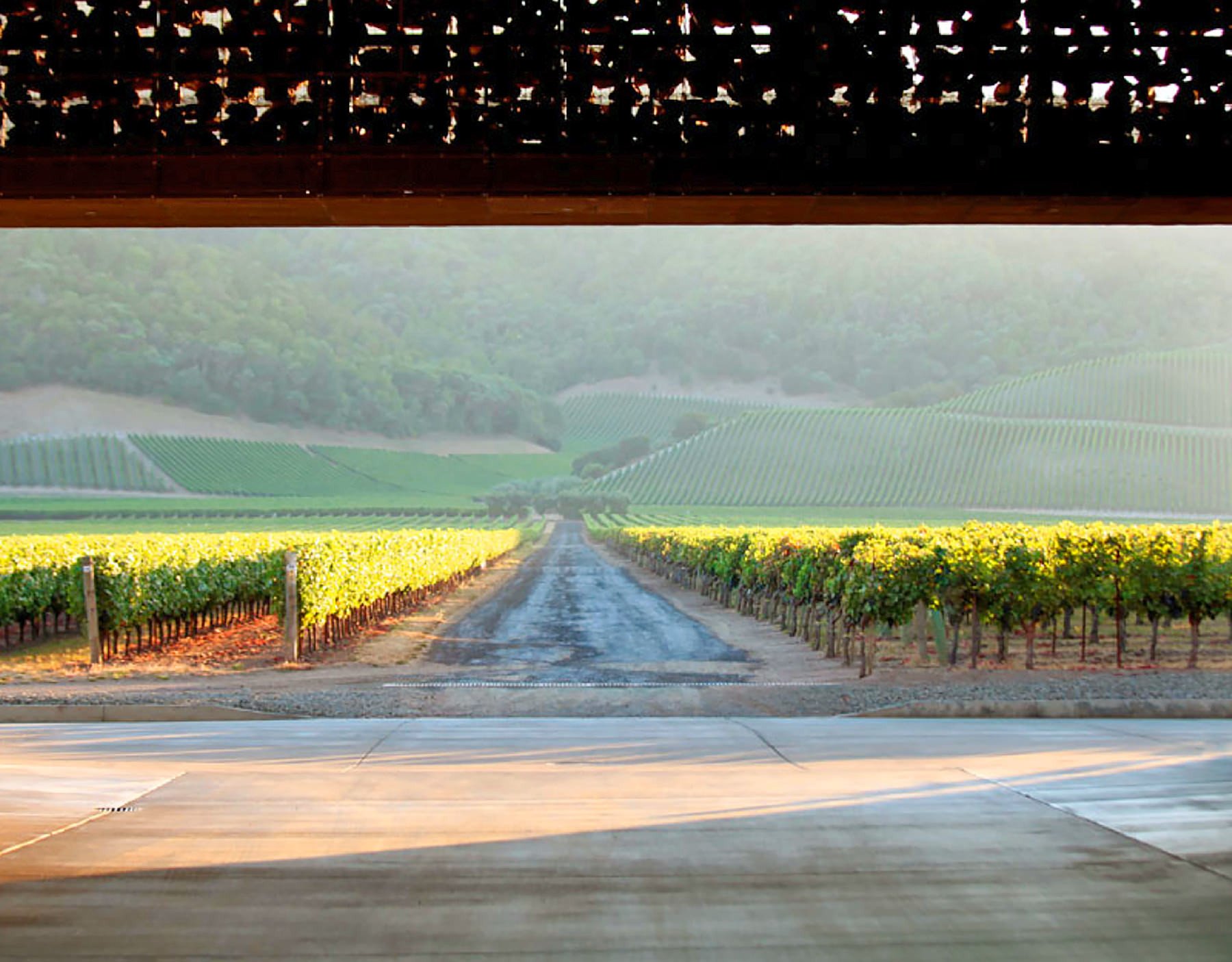 Dominus Estate 2011 | Wine.com