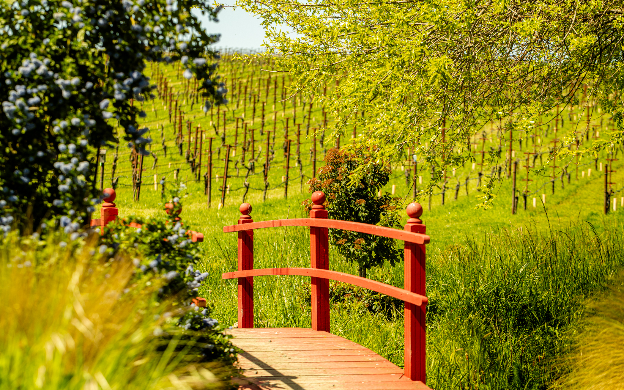 Grgich Hills Estate Wine - Learn About & Buy Online | Wine.com
