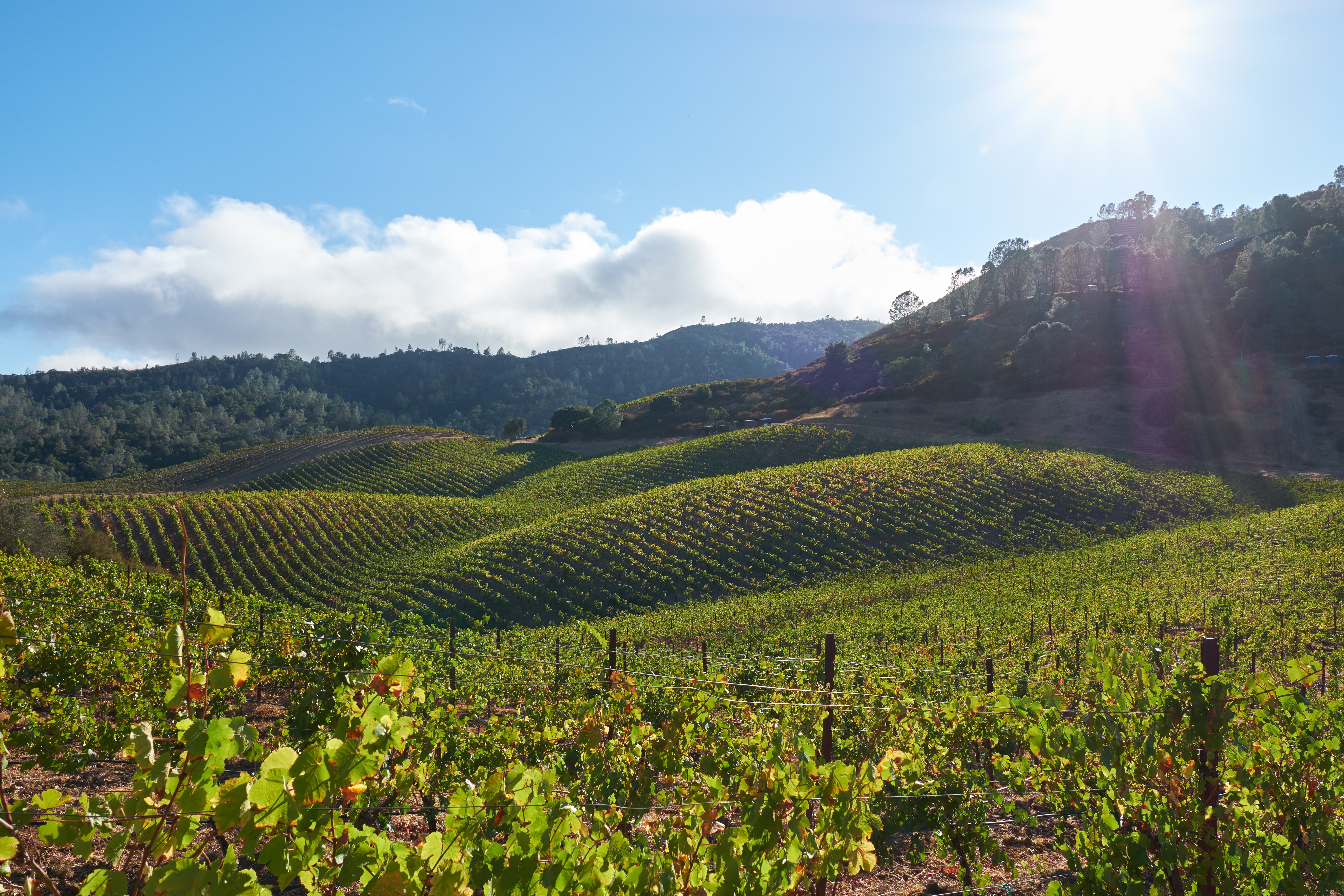 Calera Jensen Vineyard Pinot Noir 2017 | Wine.com Calera Jensen Vineyard Pinot Noir 2017 | Wine.com