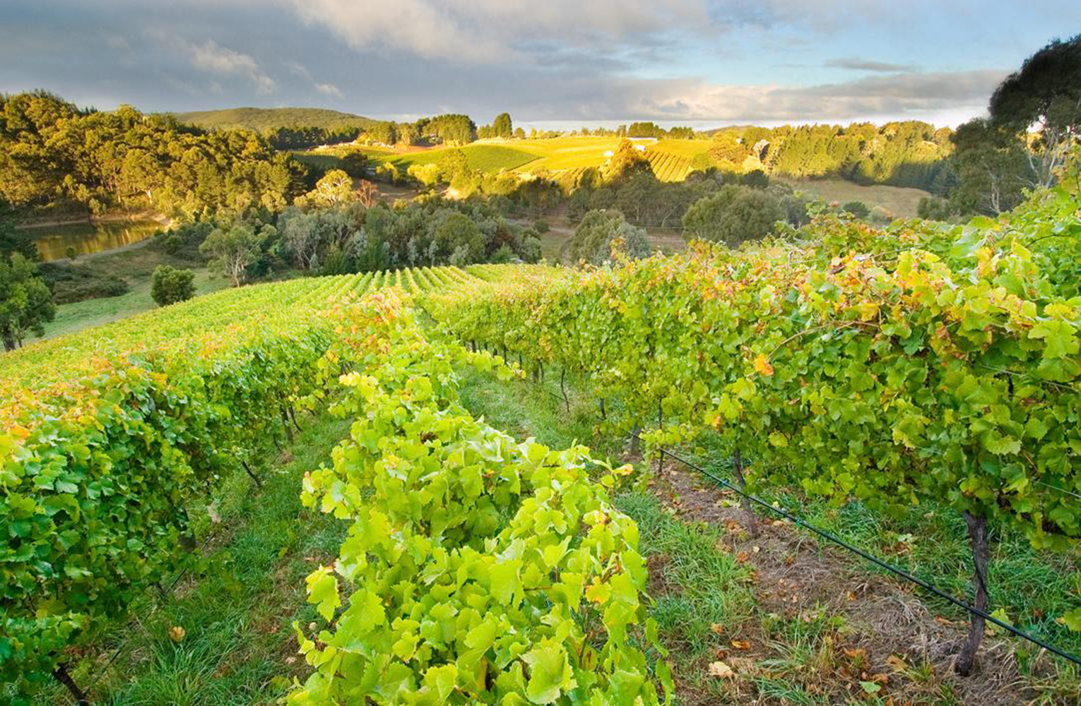 d'Arenberg The Footbolt Shiraz 2021 | Wine.com