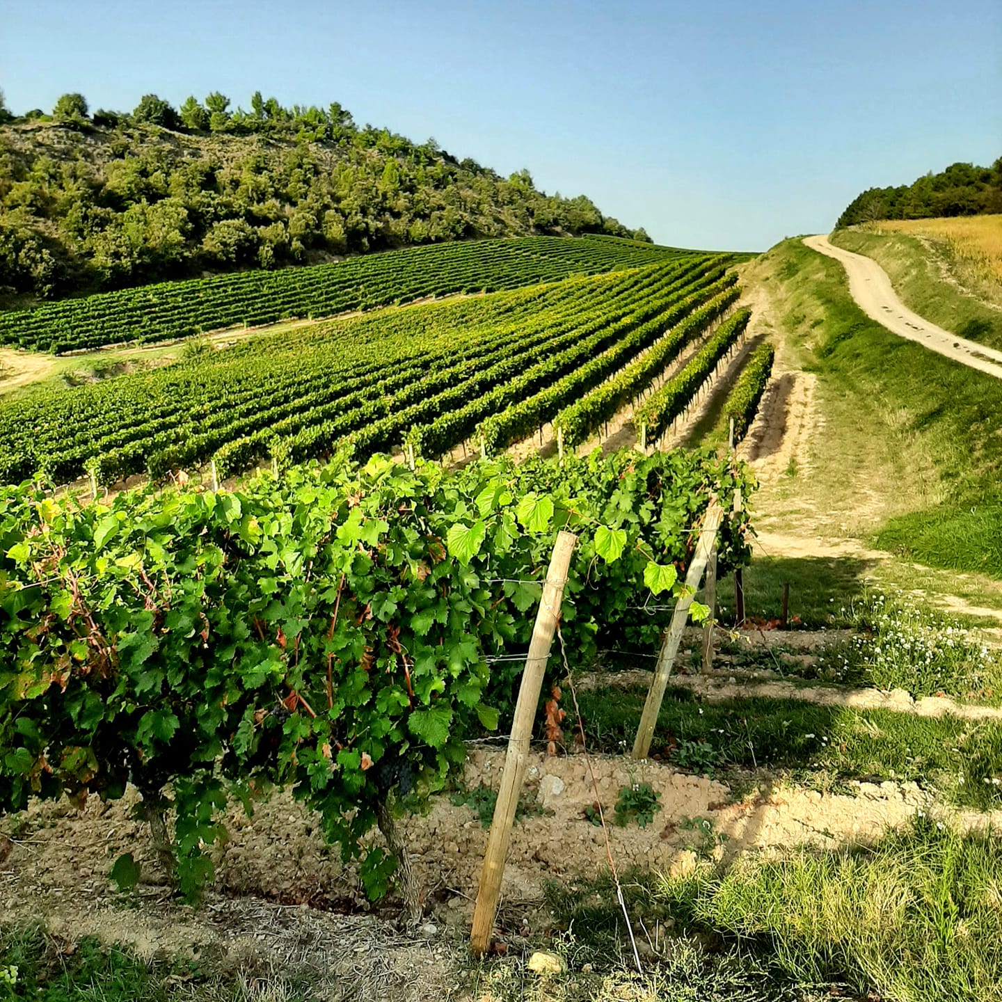 Domaine Carcassonne Rose Cite Laroque de 2021