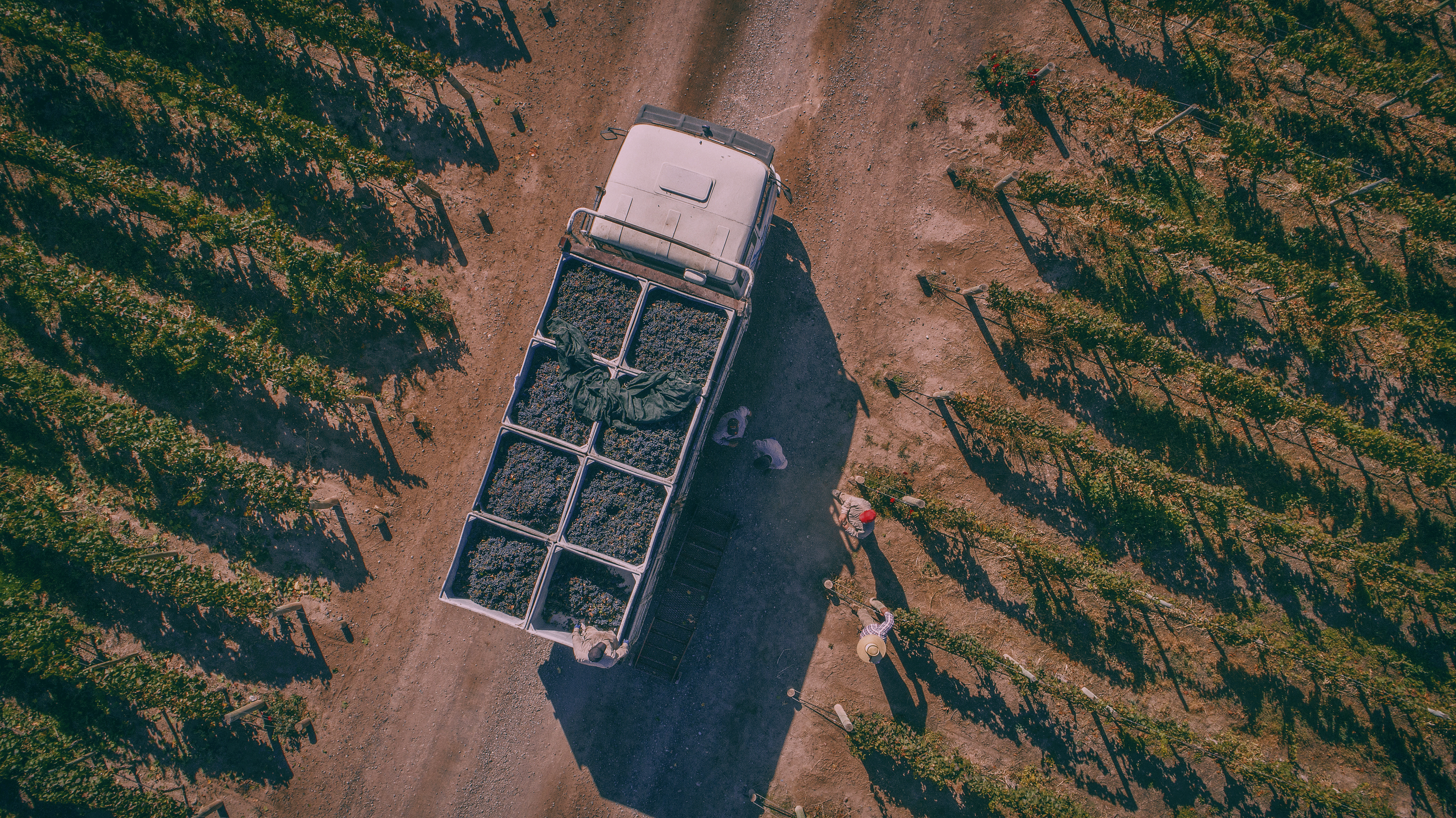 Luigi Bosca Malbec 2011 | Wine.com