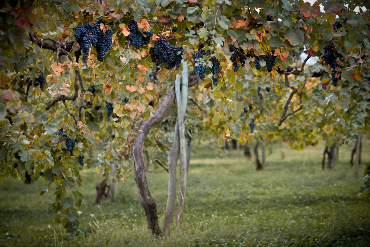 Feudi di San Gregorio Aglianico Rubrato 2018