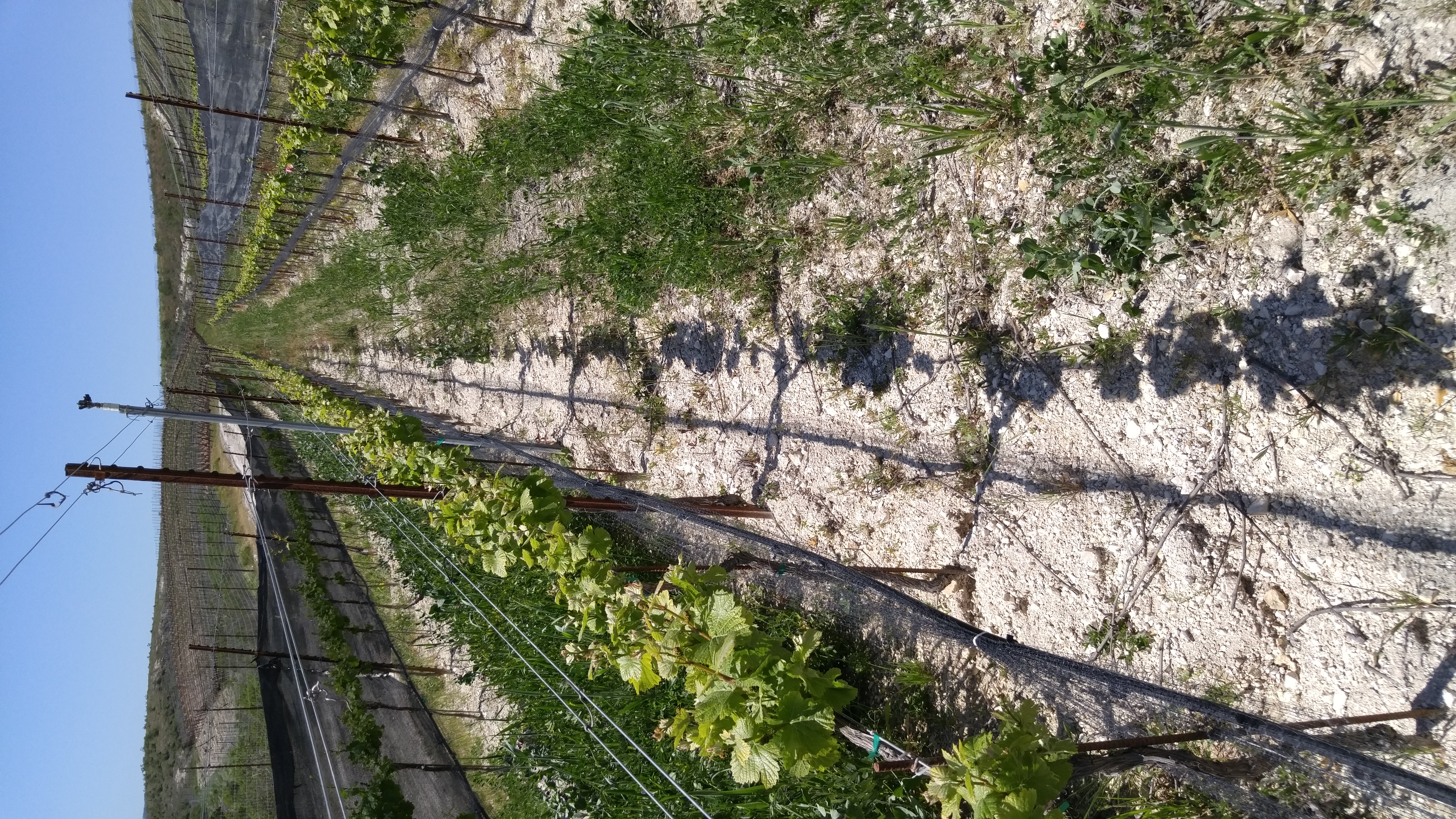 The Hilt Estate Chardonnay 2017 | Wine.com