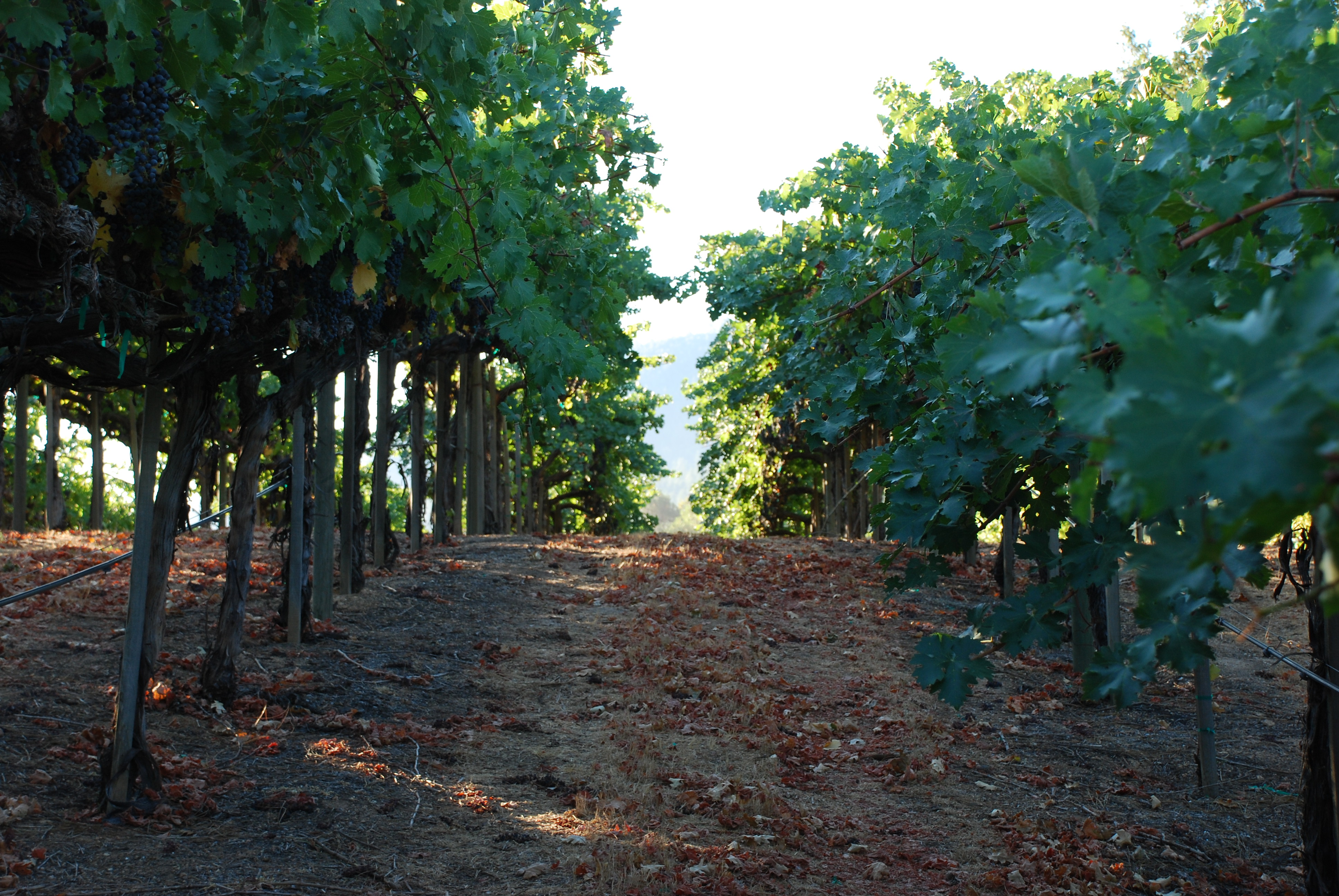 Oberon Wines - 2020 Napa Valley Merlot