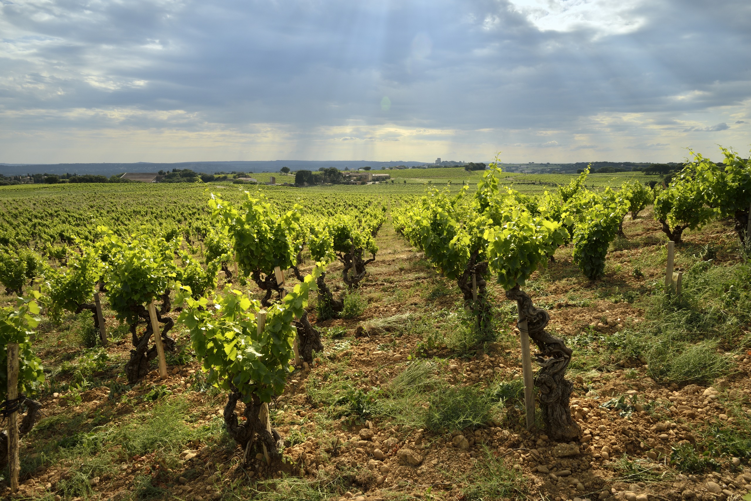 de Solitude 2021 Chateauneuf-du-Pape Domaine la