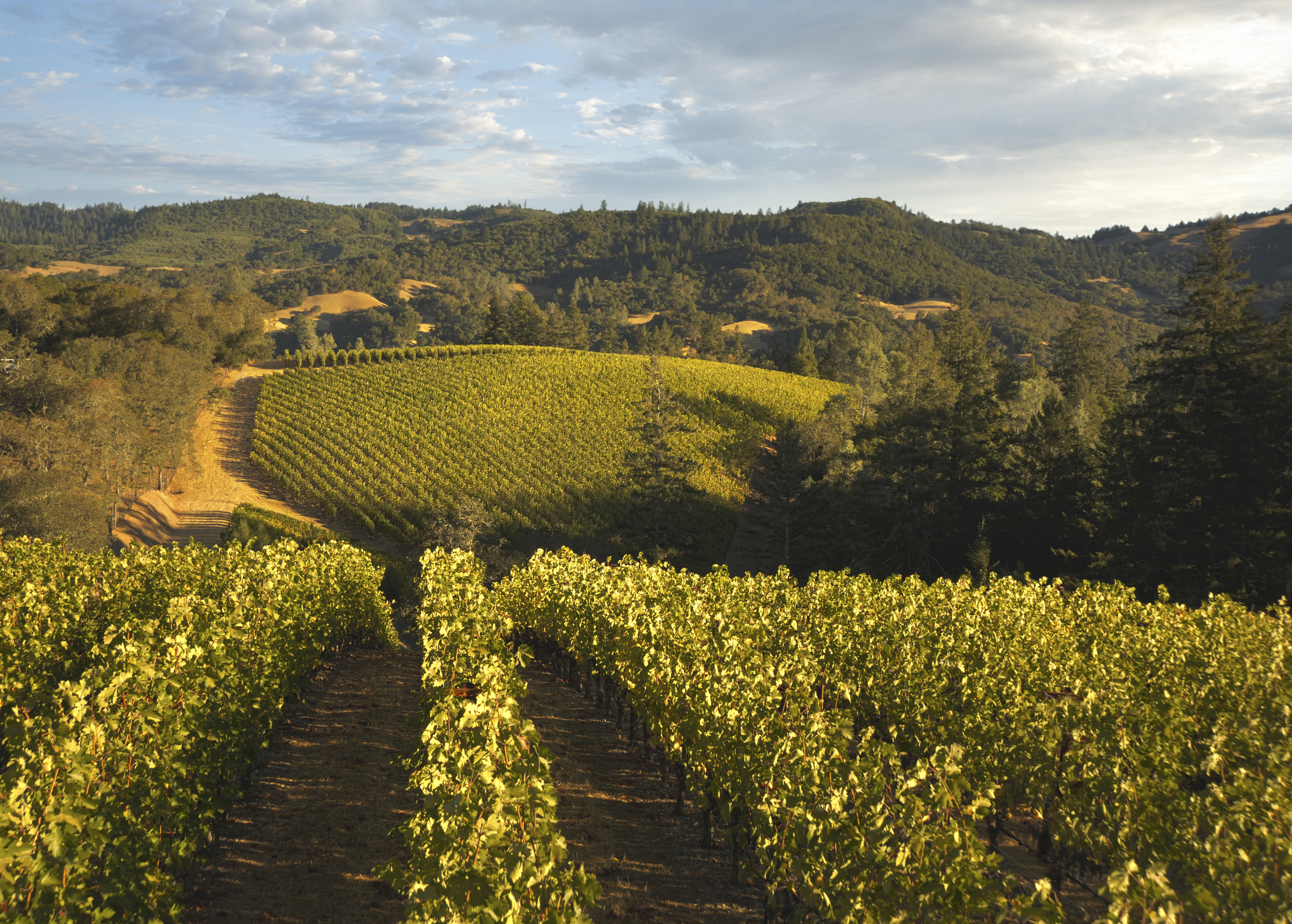 Merryvale Profile 2014 | Wine.com Merryvale Profile 2014 | Wine.com