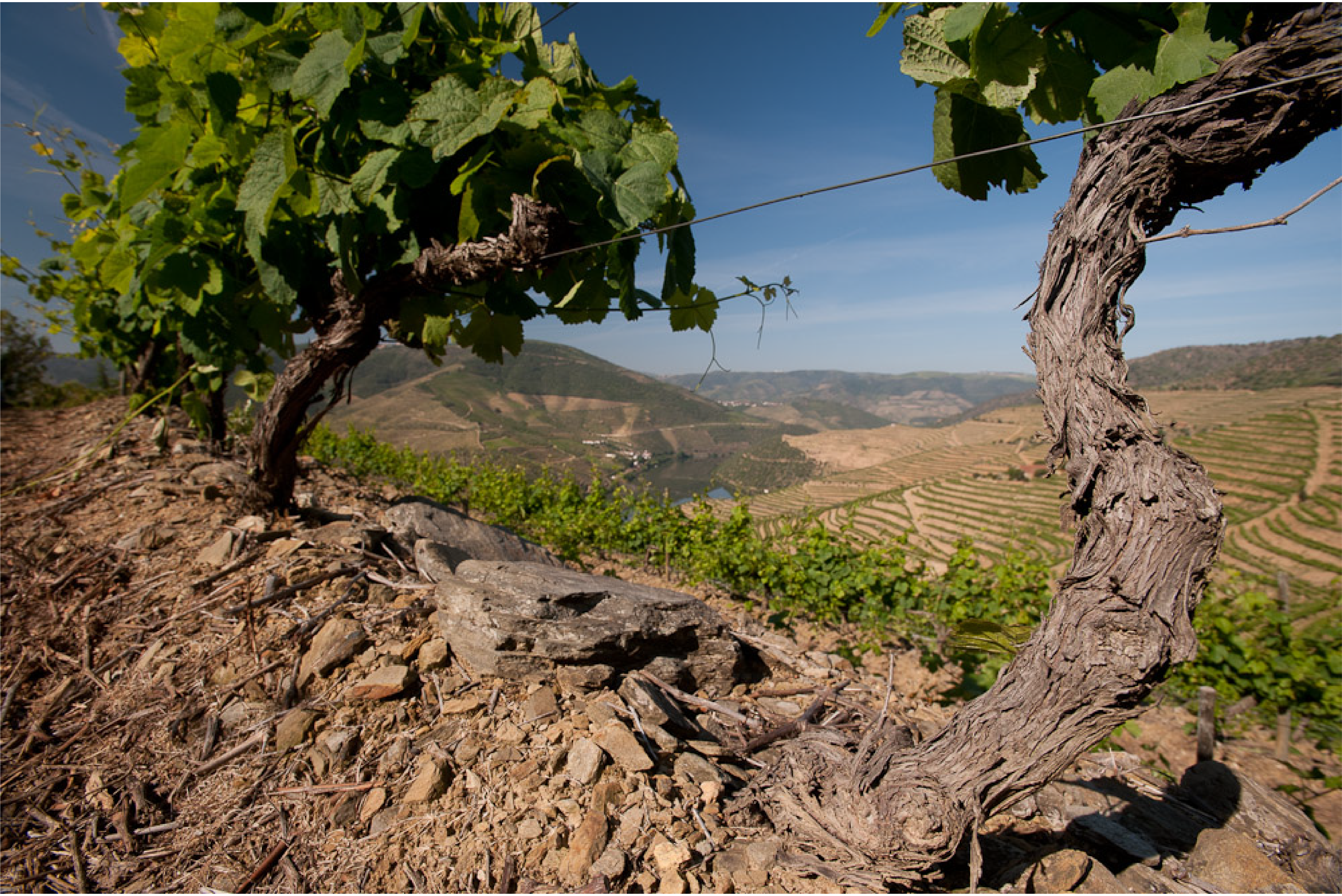 Graham's Vintage Port 1983 | Wine.com Graham's Vintage Port 1983 | Wine.com