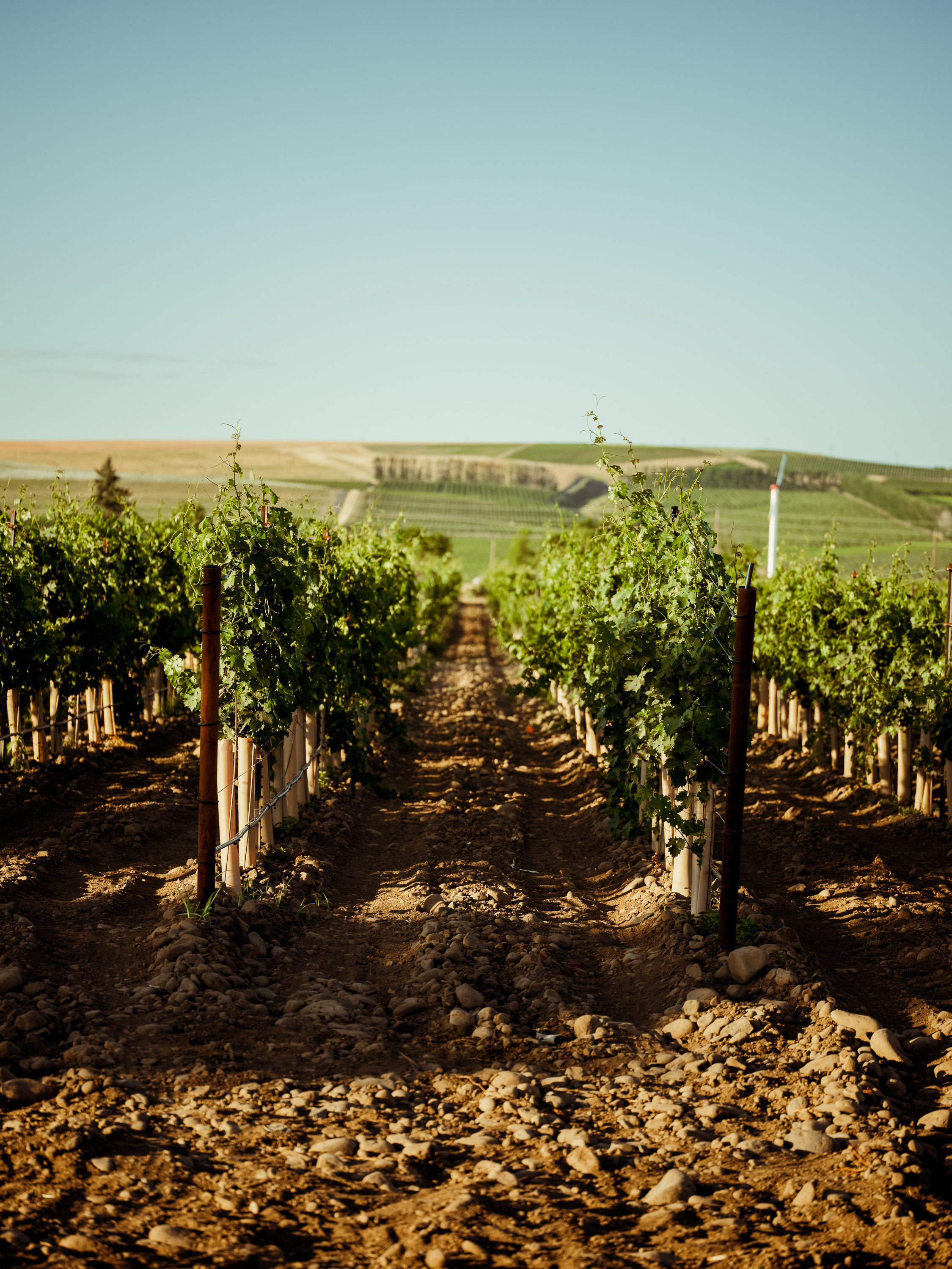 The Walls Stanley Groovy Portuguese Blend, The Walls Wines, Walla Walla  Valley Wineries