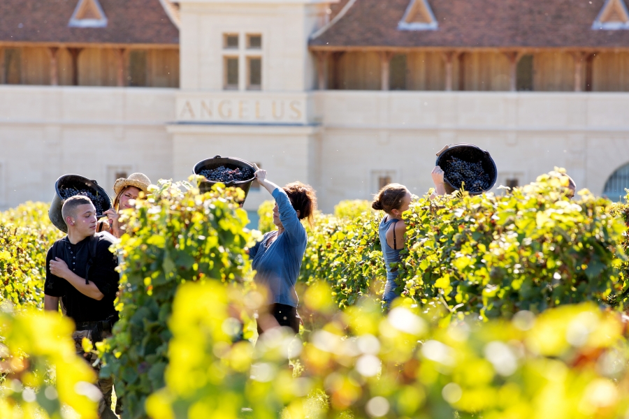 Château Angelus 2021  Laguna Cellar - Bordeaux & Beyond