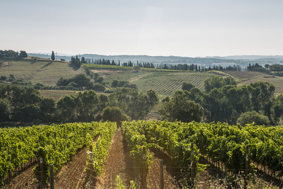 Aia Vecchia Lagone Toscana 2017 | Wine.com