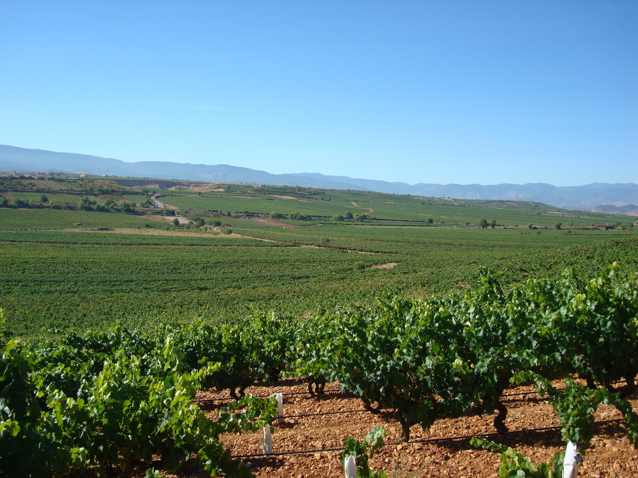 Caceres Rioja Marques Rosado 2022 de