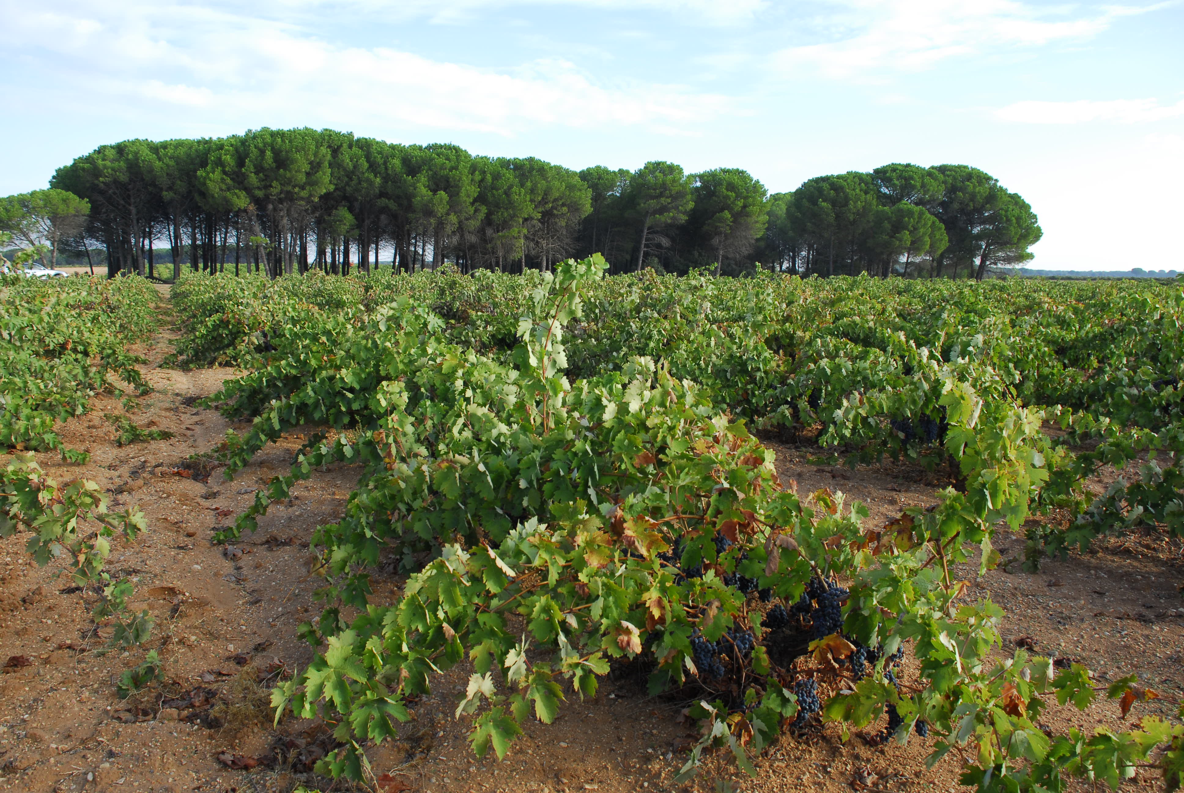 2015 Bodegas Volver Tarima Hill Old Vines has prestigious ratings