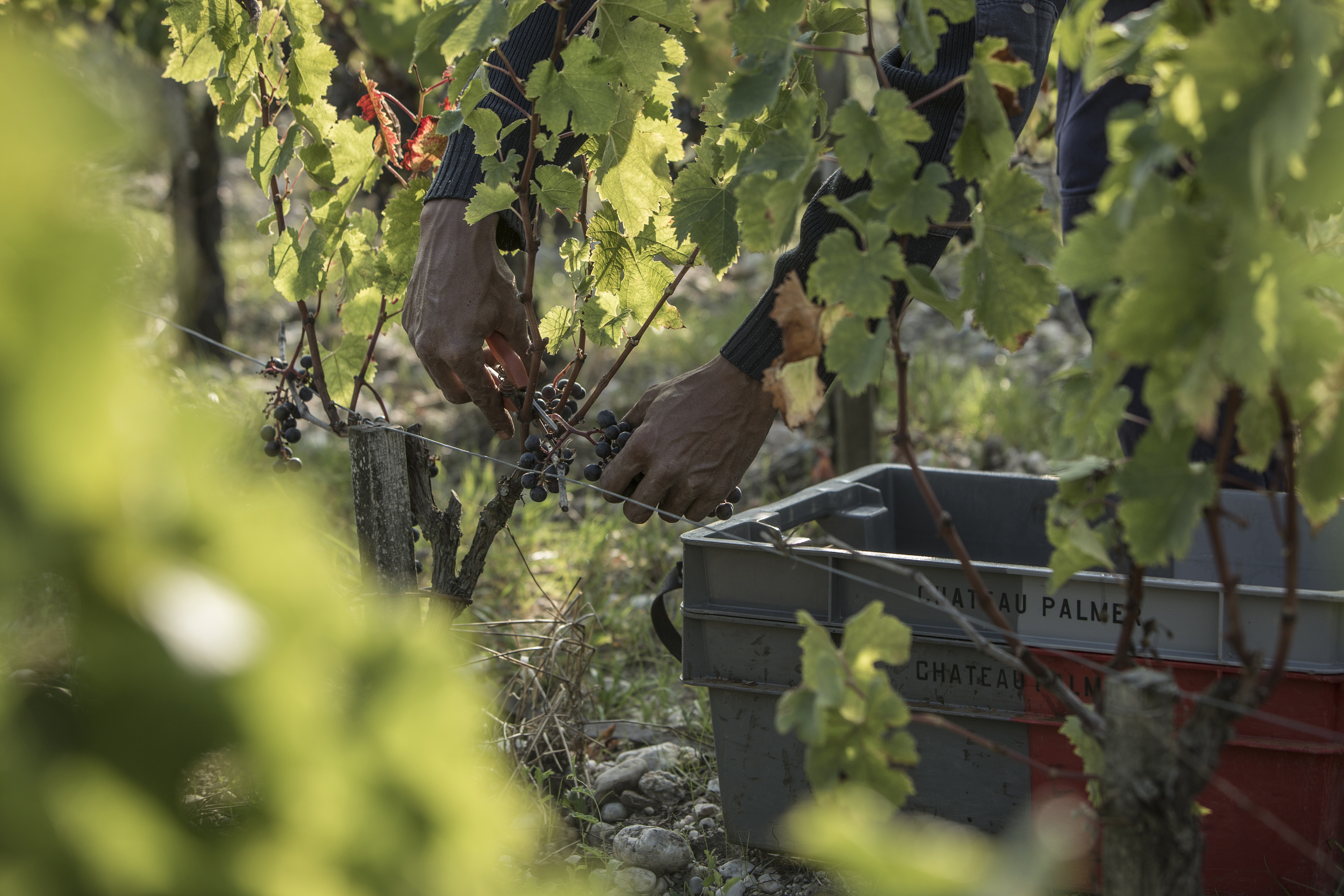 Chateau Palmer 2020 | Wine.com