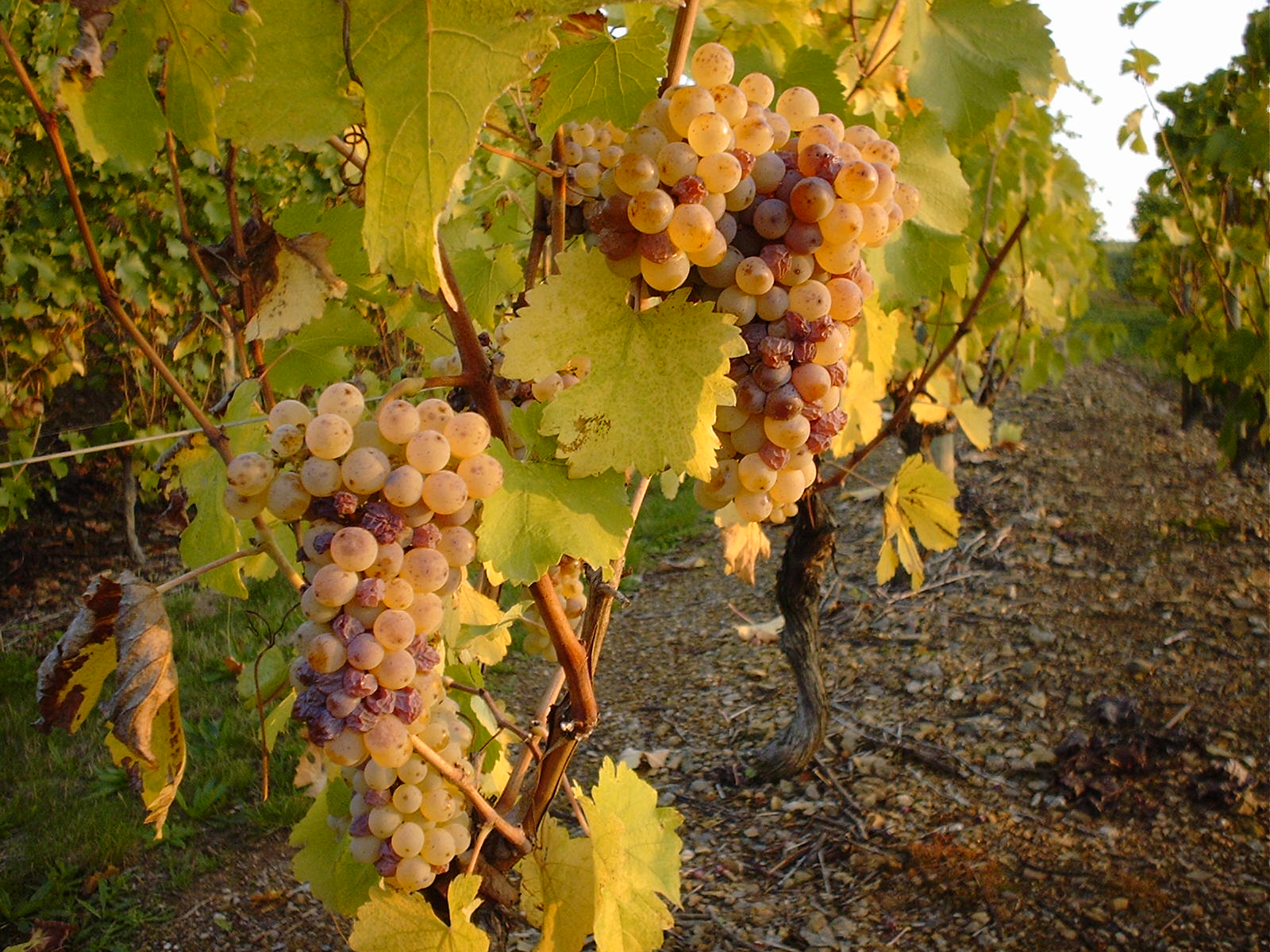 Chenin Blanc grape