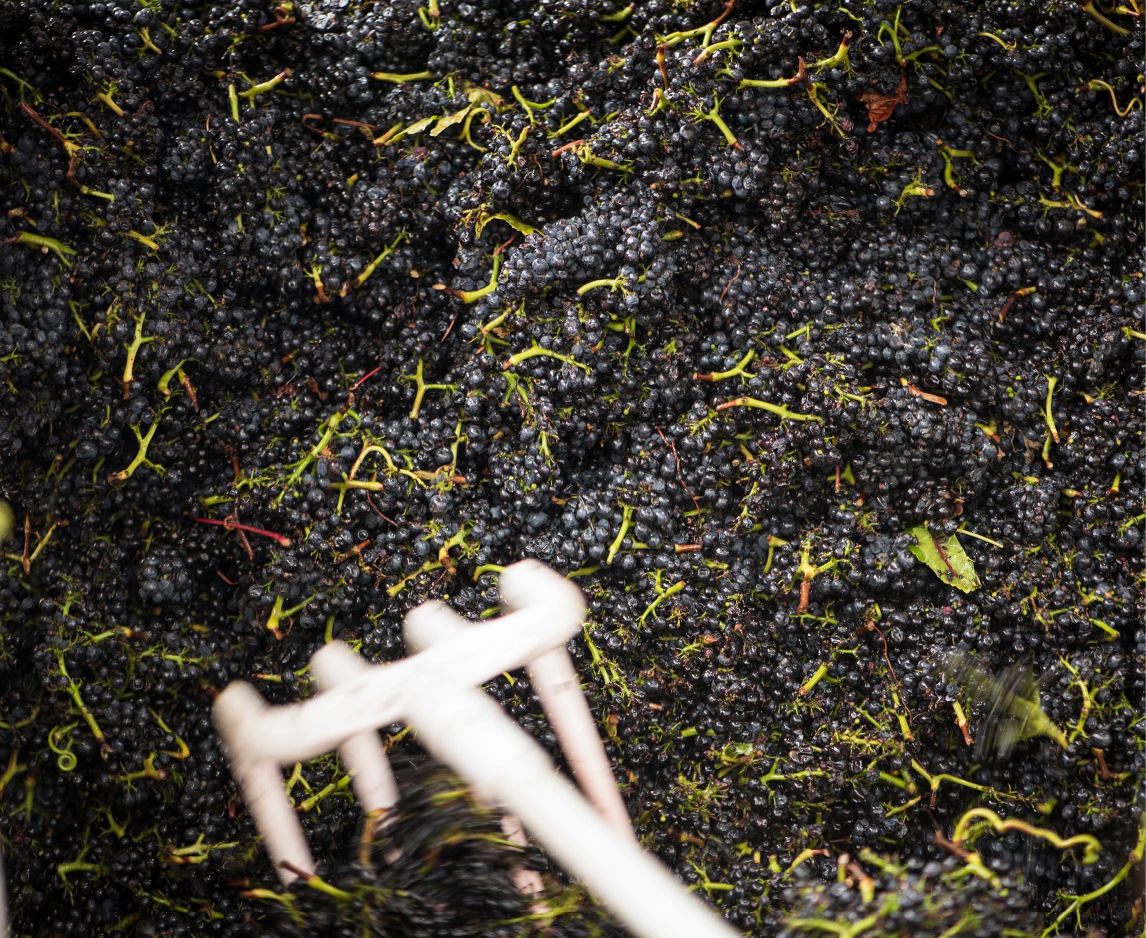Angeline Reserve Pinot Noir 2021 | Wine.com