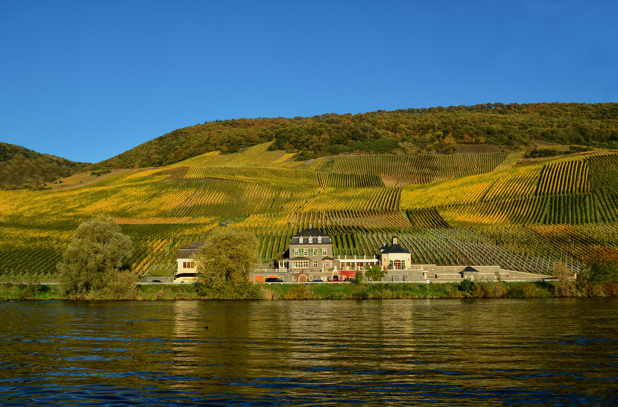 Dr Loosen Blue Slate Riesling Kabinett 18 Wine Com