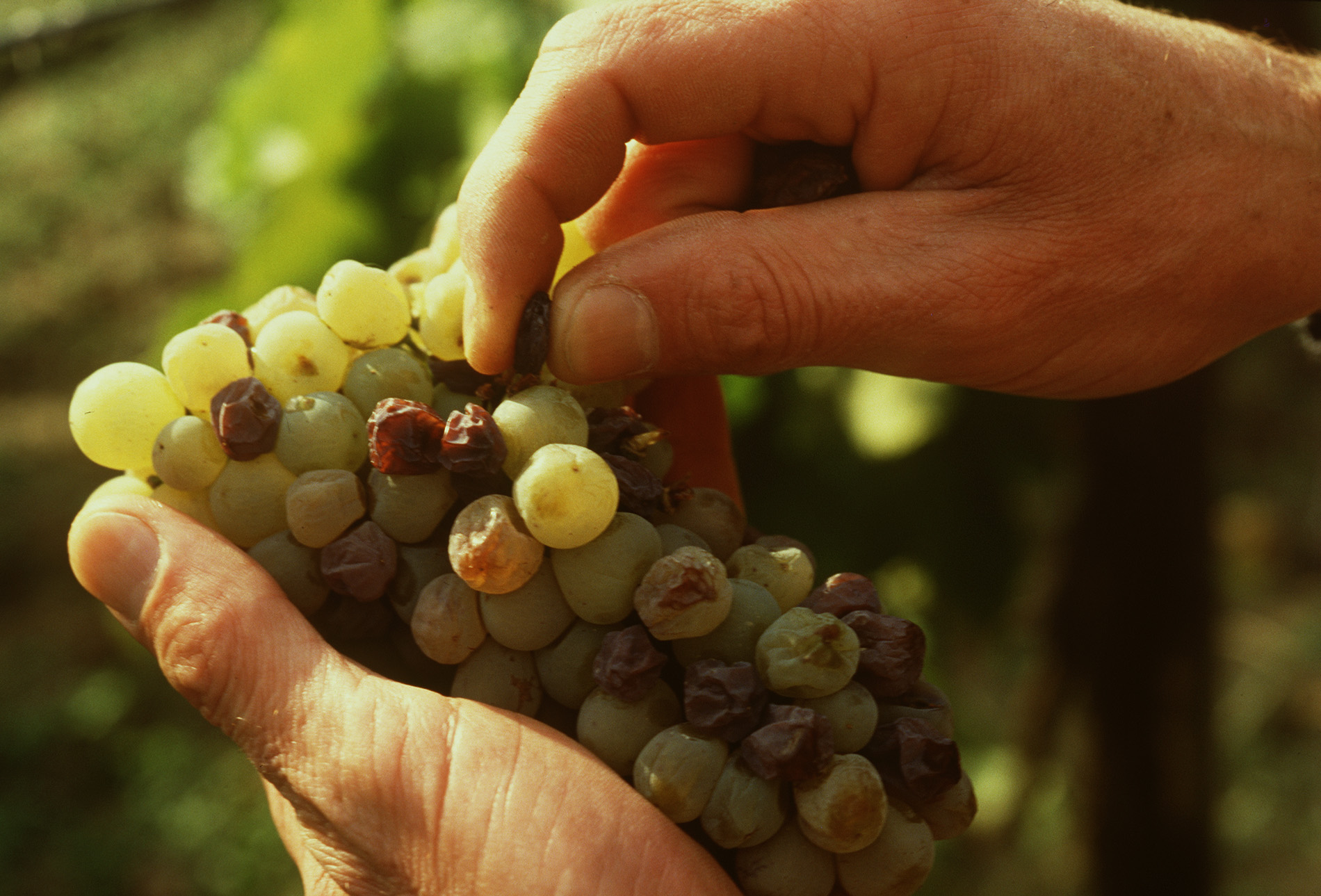 Disznoko Wine - Learn About & Buy Online | Wine.com