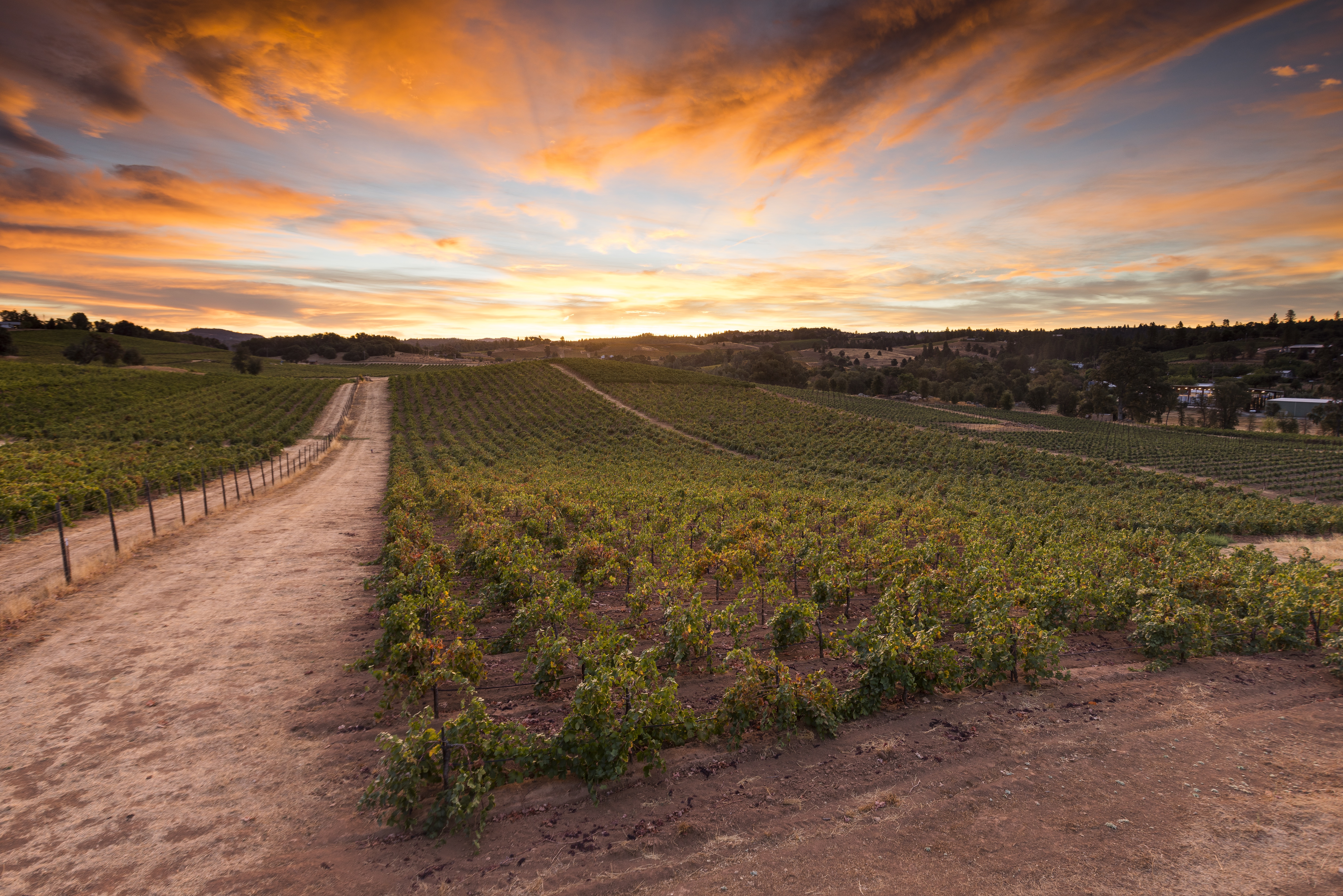 Premier Old Vine Zinfandel