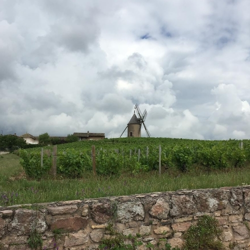 Louis Jadot Chablis 2022 | Wine.com
