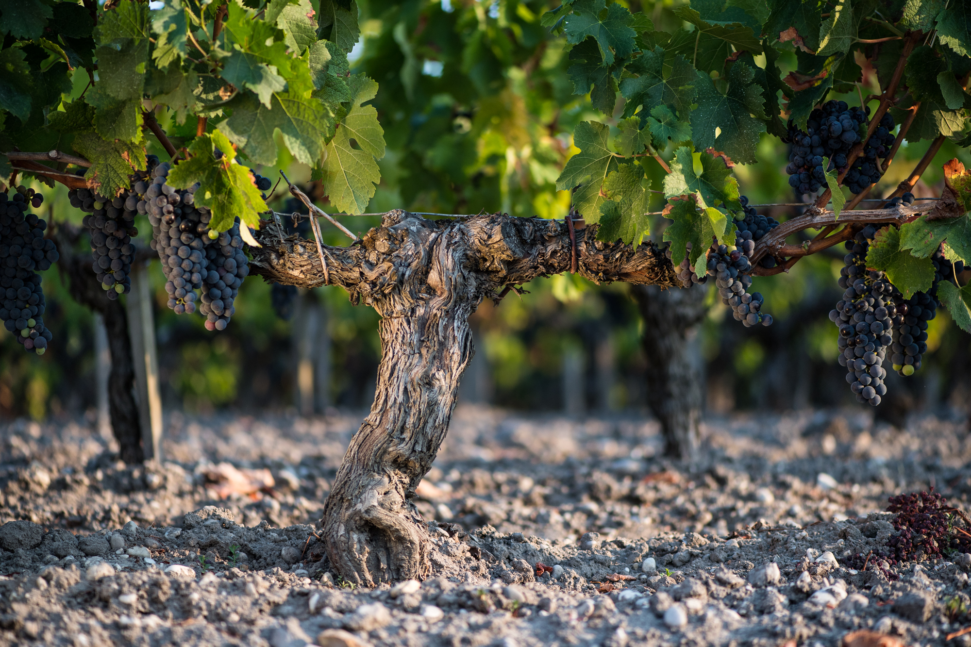 Chateau Rauzan-Segla 2009 | Wine.com Chateau Rauzan-Segla 2009 | Wine.com