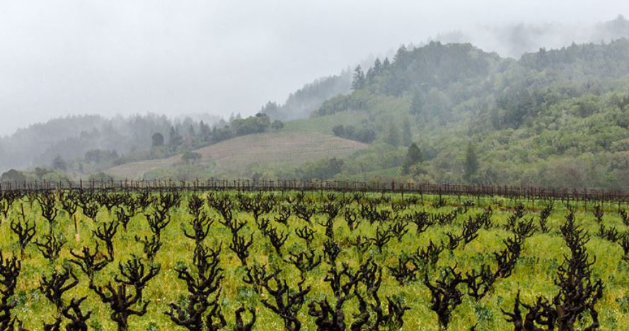 Zinfandelic Sierra Foothills Old Vine Zinfandel 2017 | Wine.com