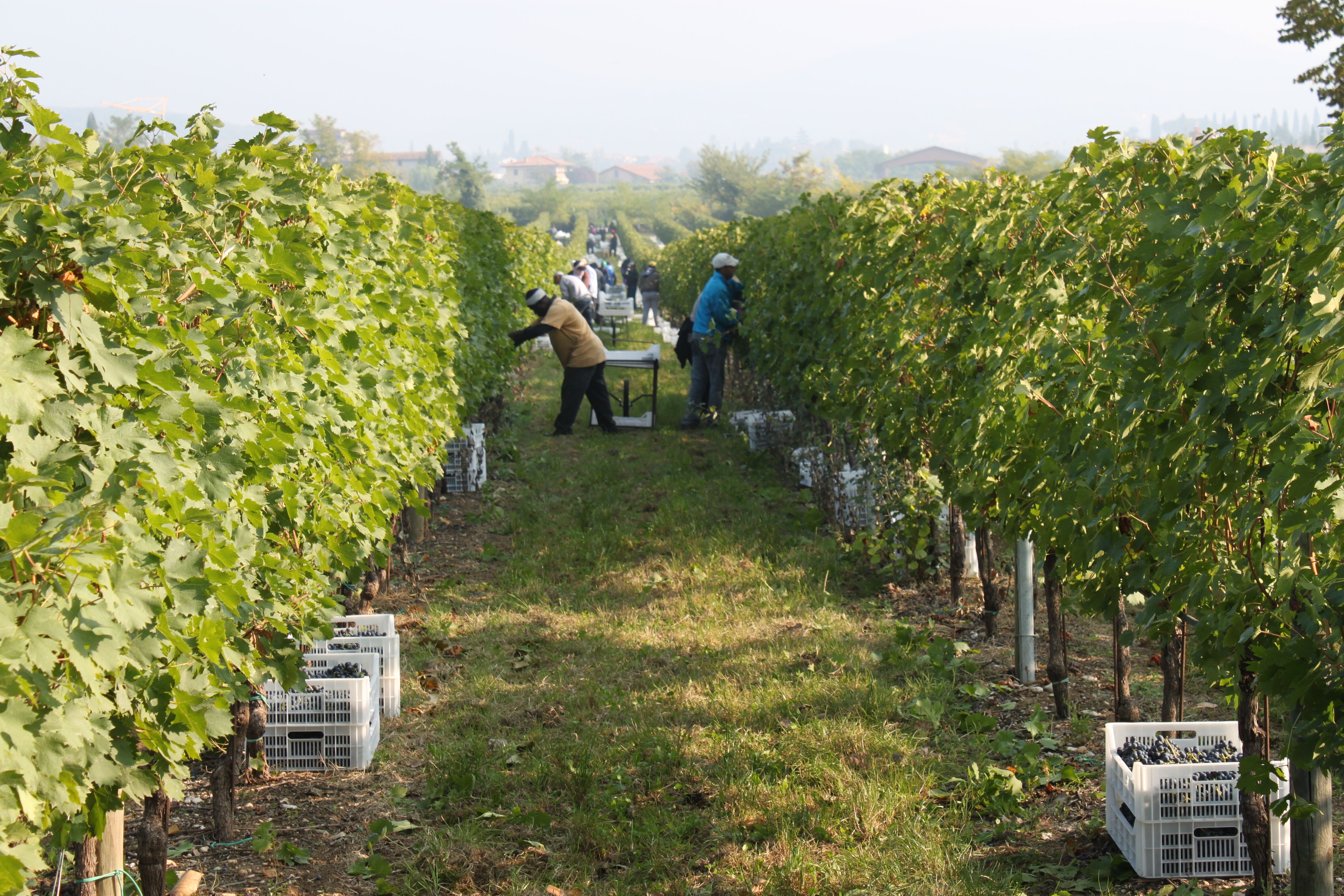 Santi Solane Ripasso Valpolicella 2019 | Wine.com