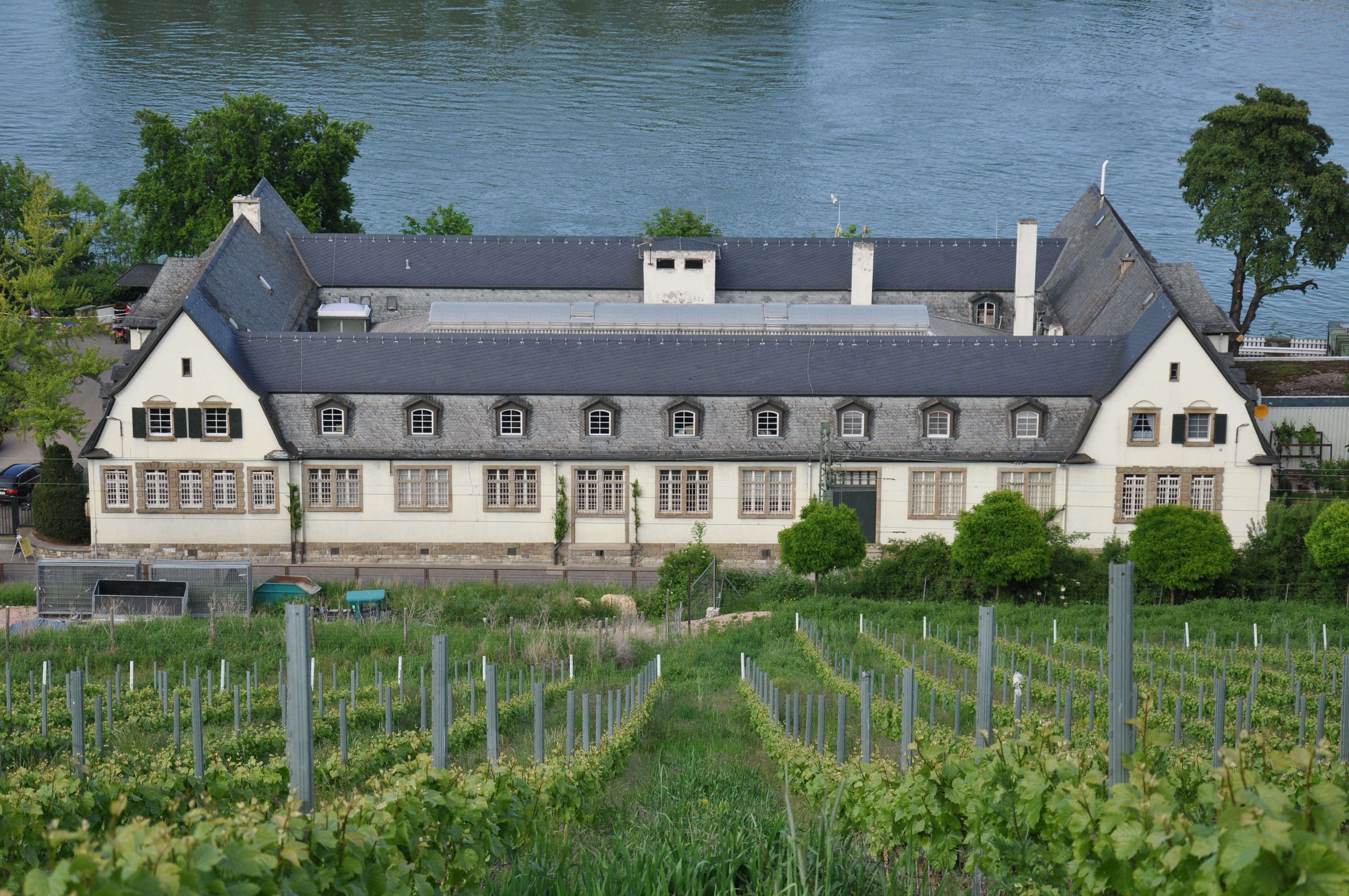 Louis Guntrum - winegrower in Rheinhessen