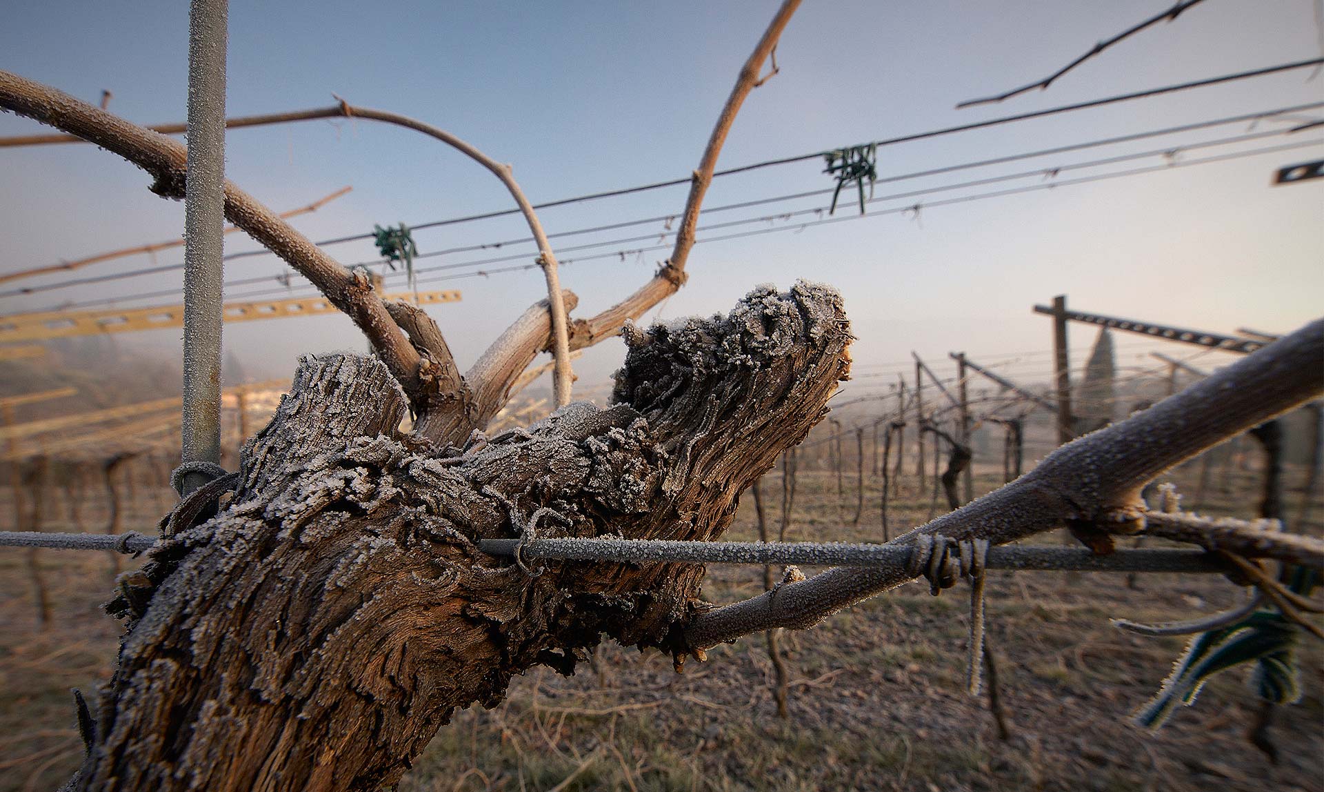 Cesari Amarone della Valpolicella Bosan Riserva 2013 | Wine.com