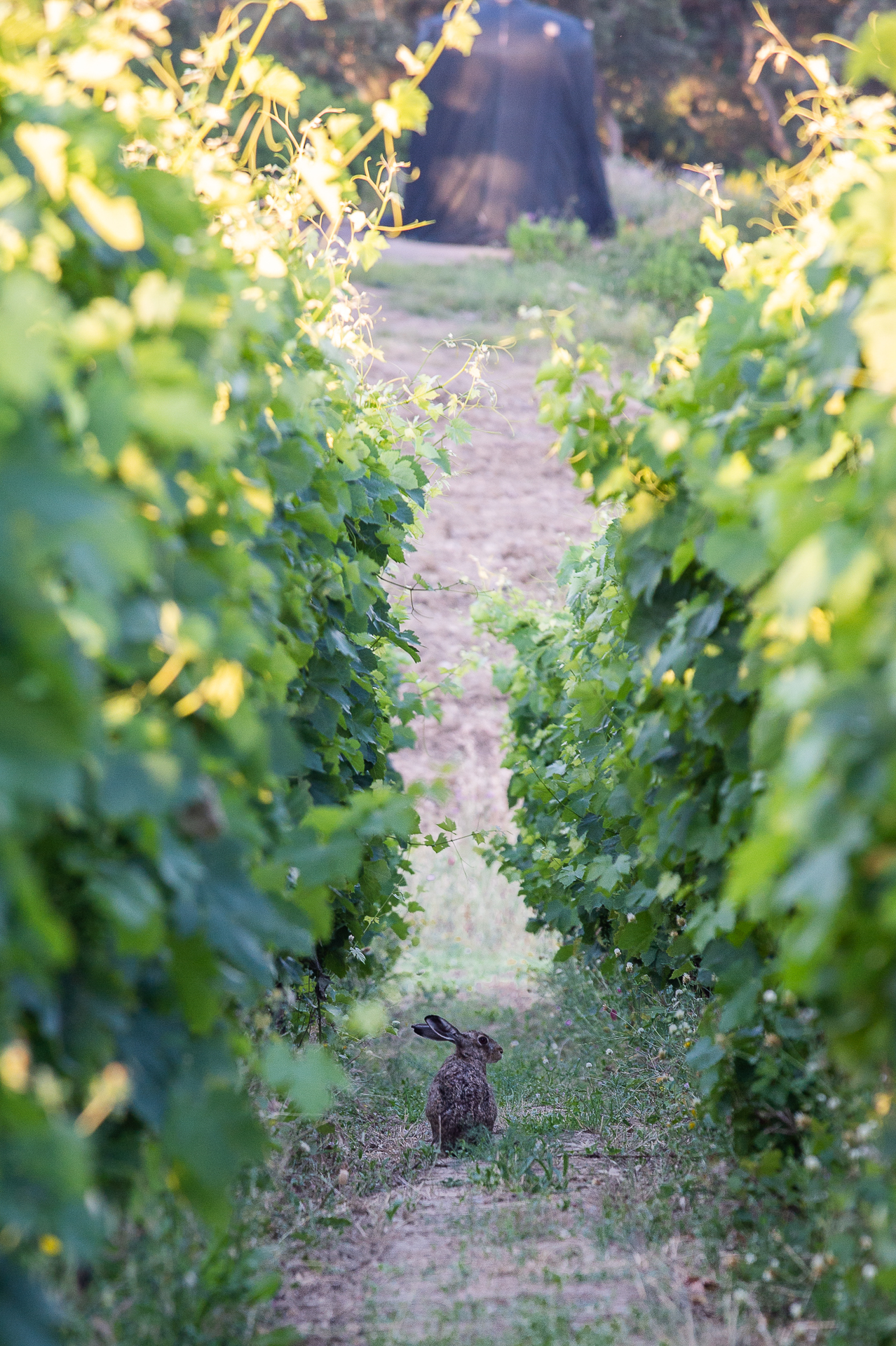 CiFRA Cabernet Franc 2020 - 14% vol. Duemani Luca d'Attoma Organic Winery