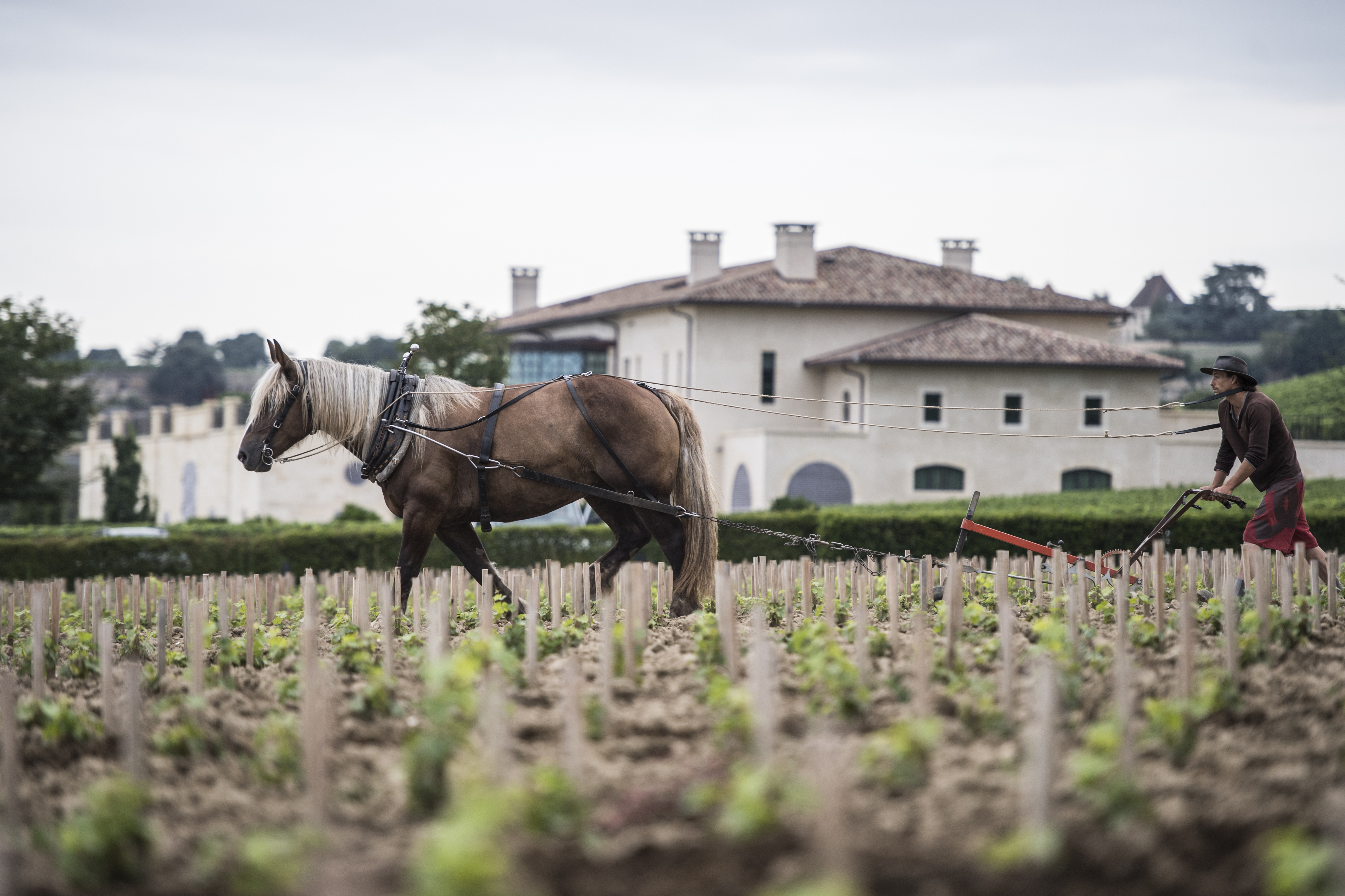 Chateau Pavie 2008 | Wine.com Chateau Pavie 2008 | Wine.com