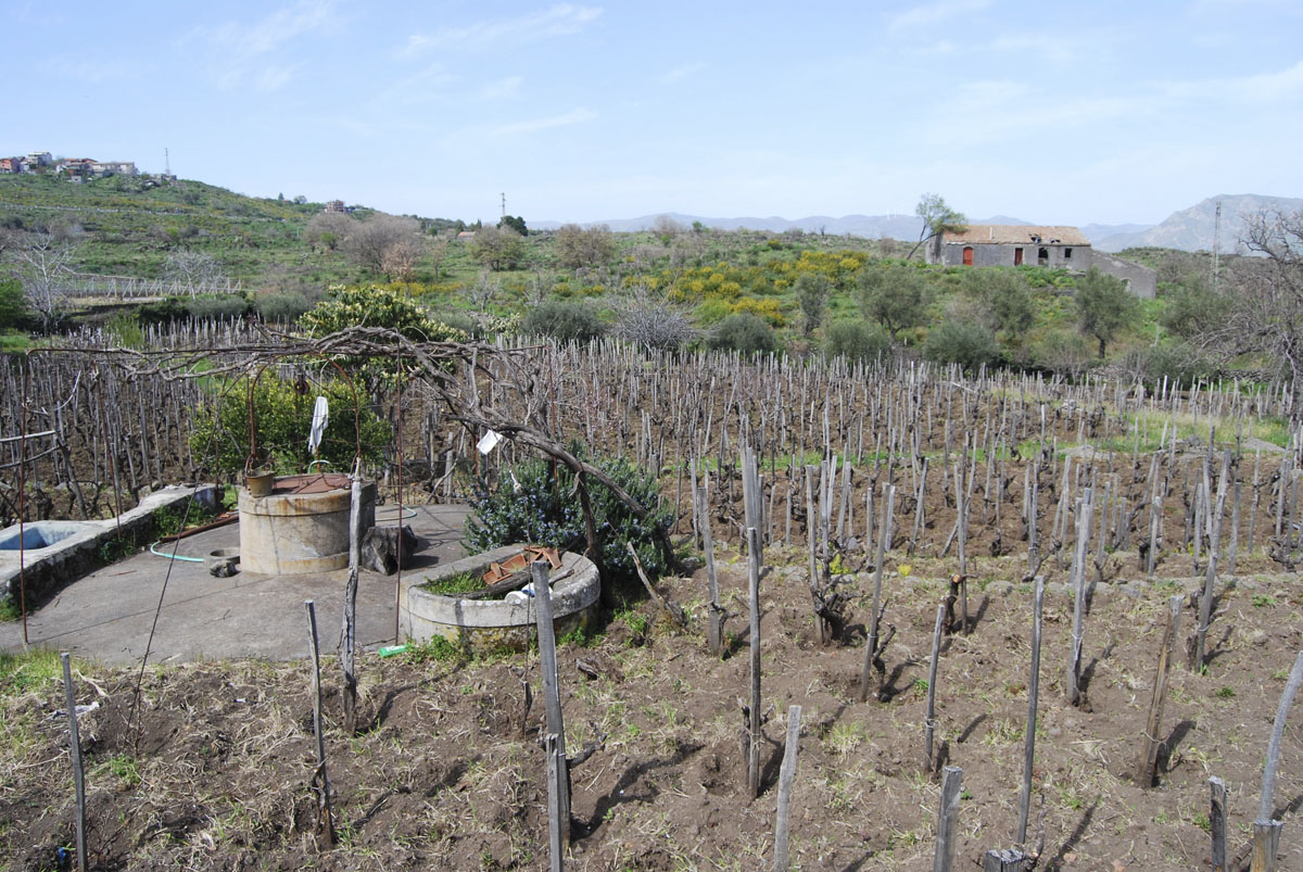 Ciauria Etna Rosso DOC 2021 - Tenute Pietro Caciorgna - Enoteca