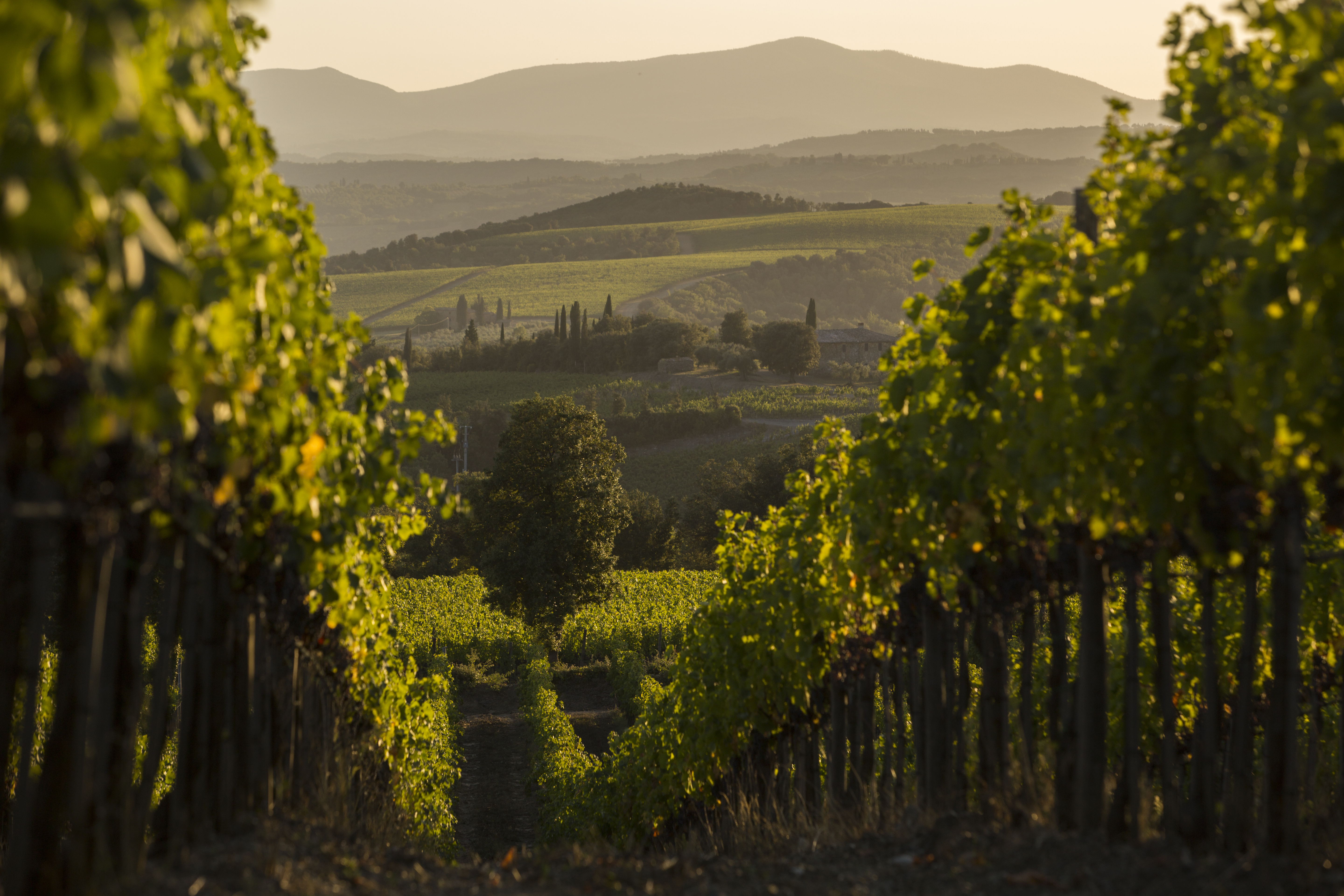 ワイン　LUCE 2013 TOSCANA Tenuta Luce | 2013 Luce | Port2Port Online Wine Store