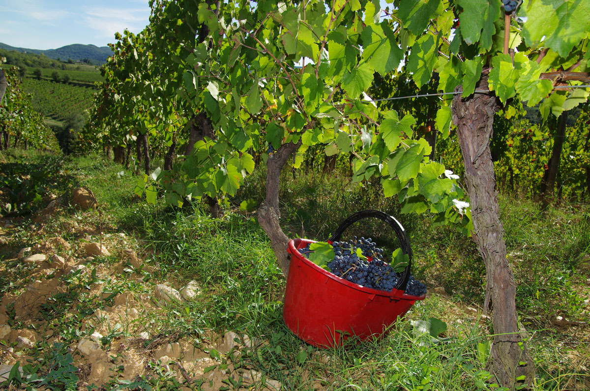 ワイン Badia alle Corti Chianti 2012 12.5% file.png