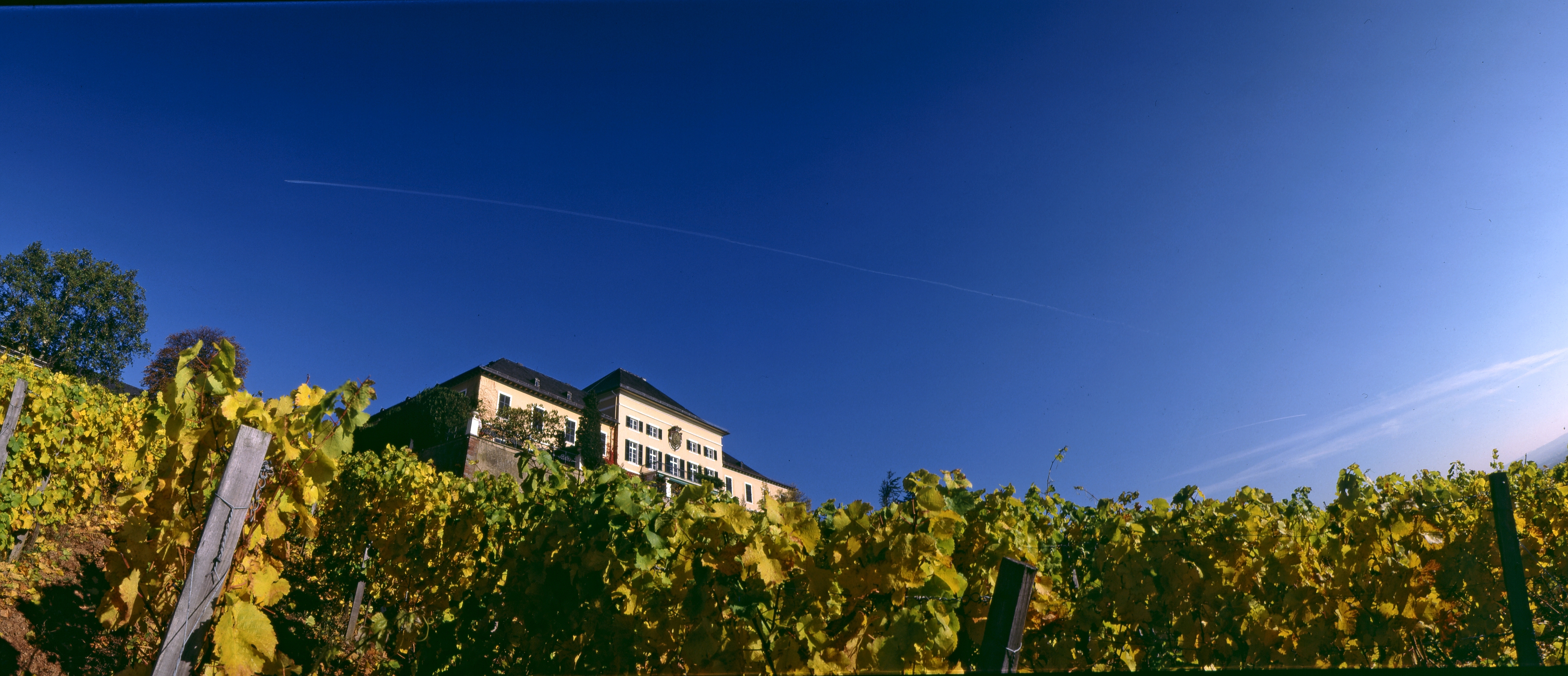 Schloss Johannisberg Wine - Learn About & Buy Online | Wine.com