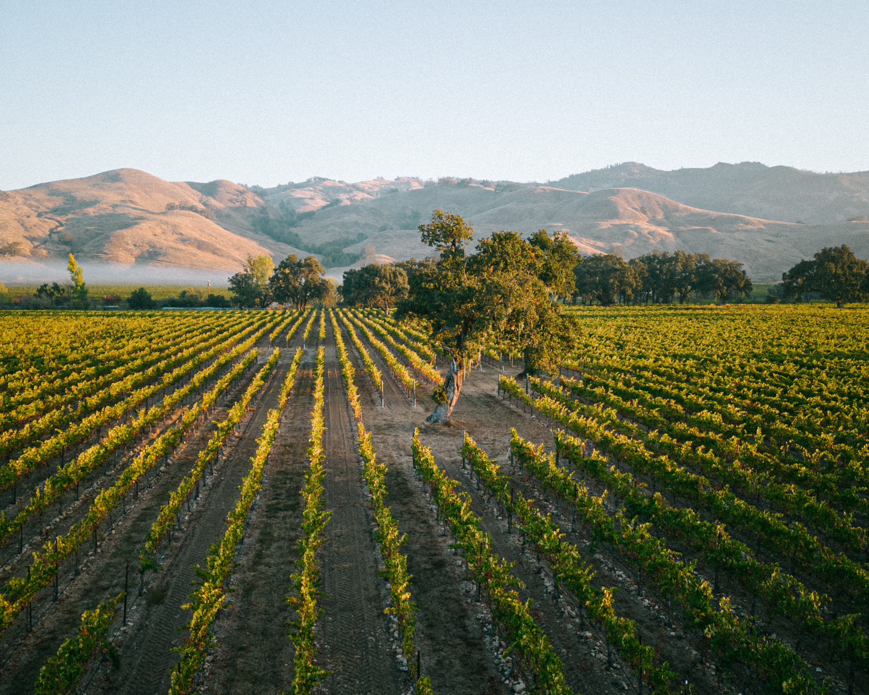 Beringer Private Reserve Cabernet Sauvignon 2018 | Wine.com