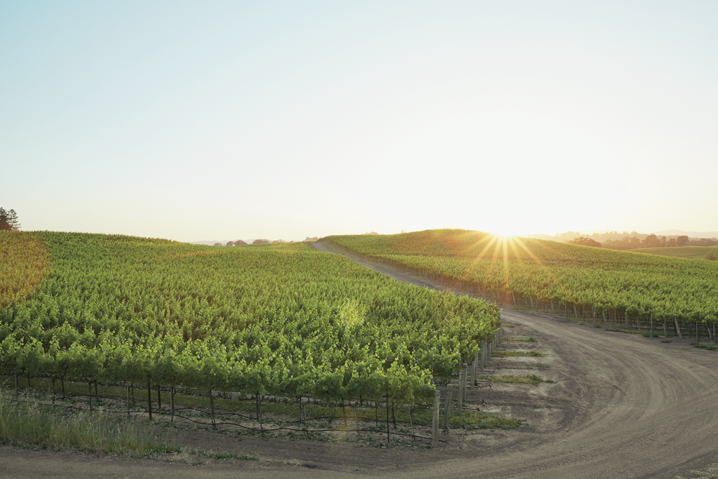 Rosé of Pinot Noir  Sonoma-Cutrer Vineyards