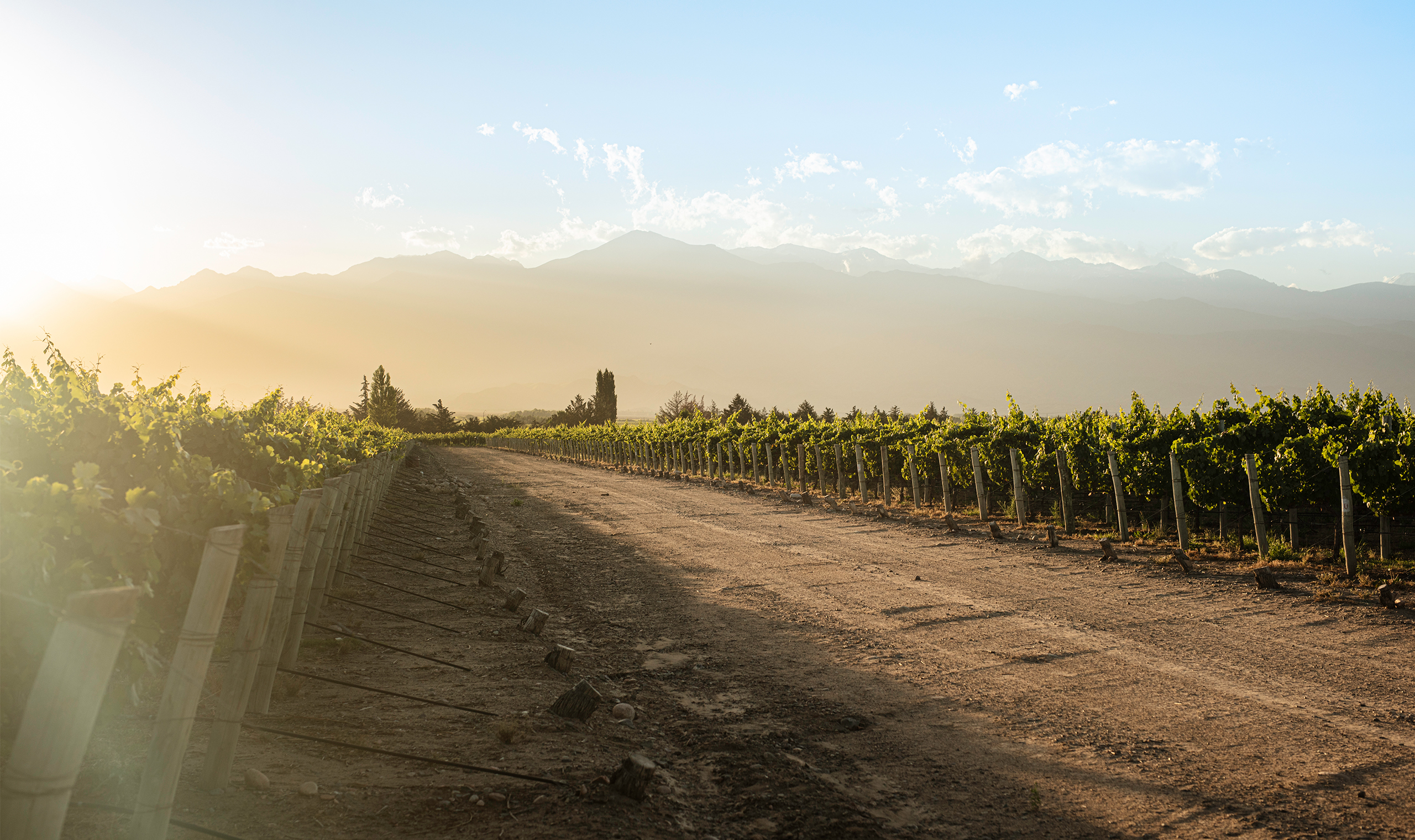 Luigi Bosca Malbec 2011 | Wine.com