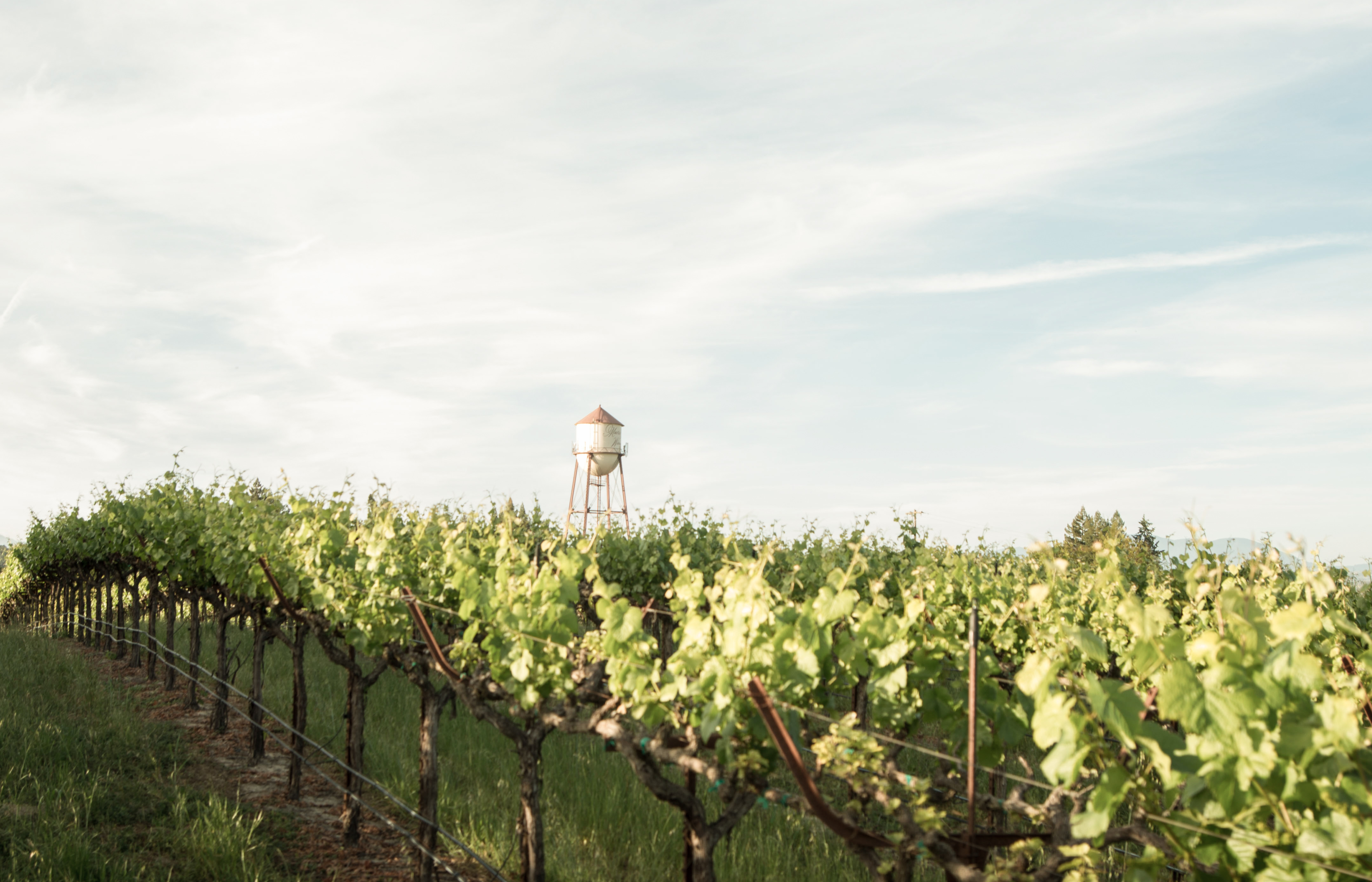 Angeline メンドシーノピノノワールreserve &カベルネソービニオン Angeline Reserve Pinot Noir 2022 | Wine.com